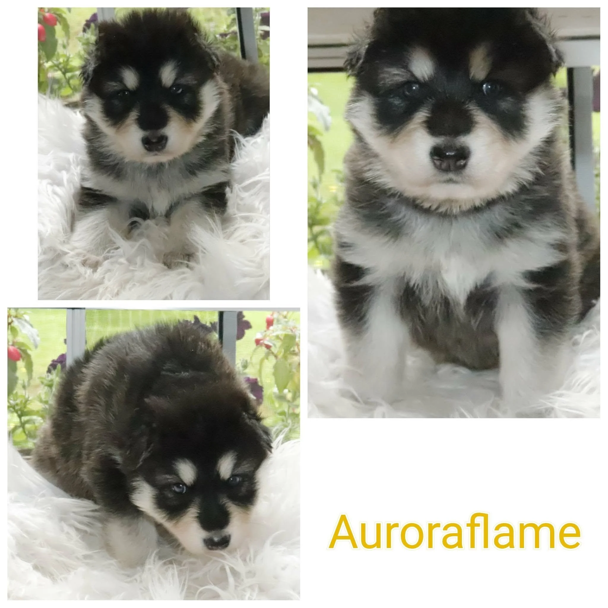 auroraflame - 3 weeks old.jpg
