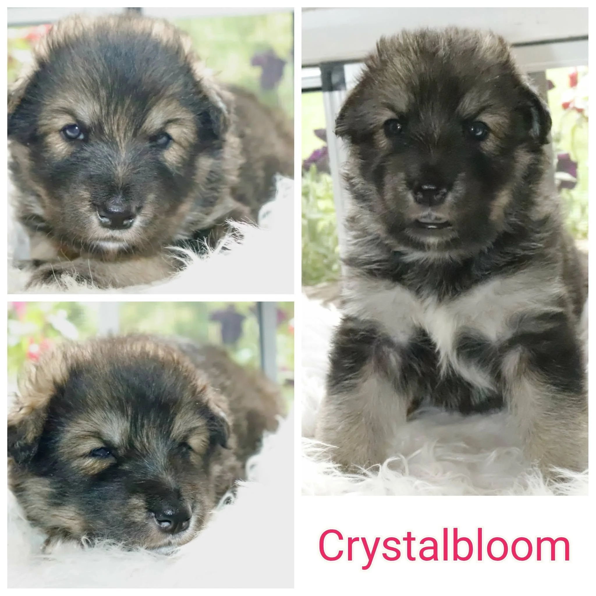 crystalbloom - 3 weeks old.jpg
