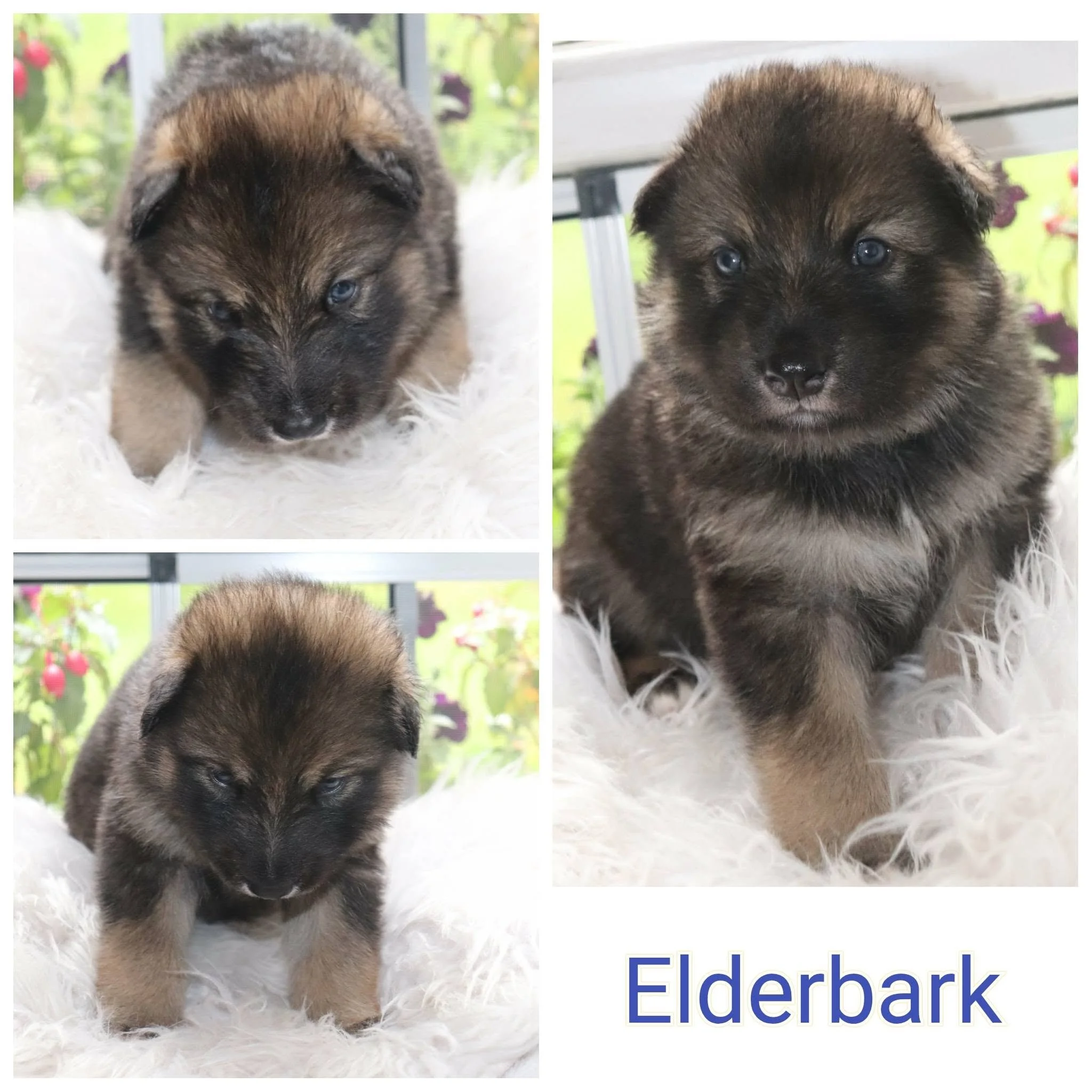 elderbark 3 weeks old.jpg