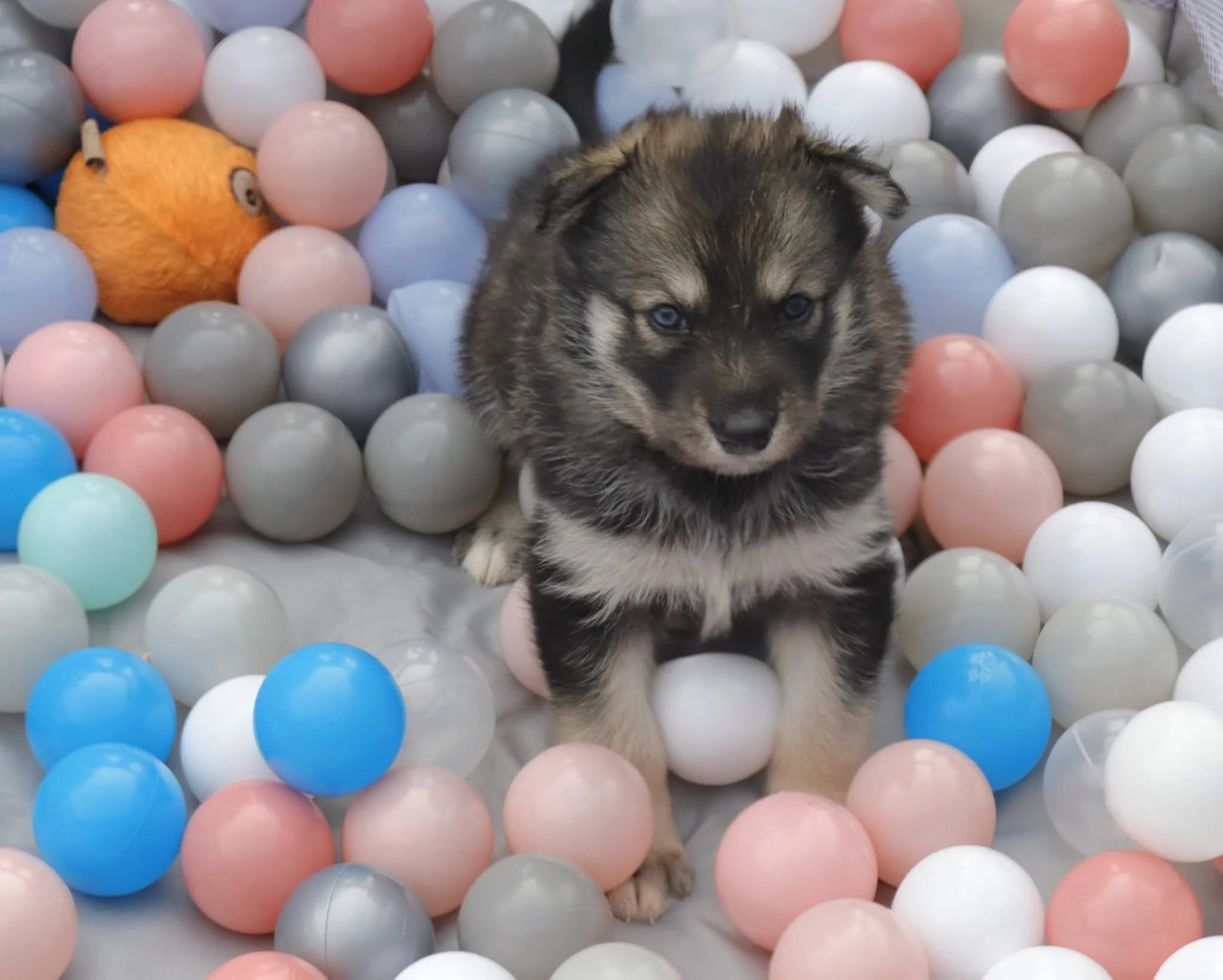 floretta 4 weeks old.jpg