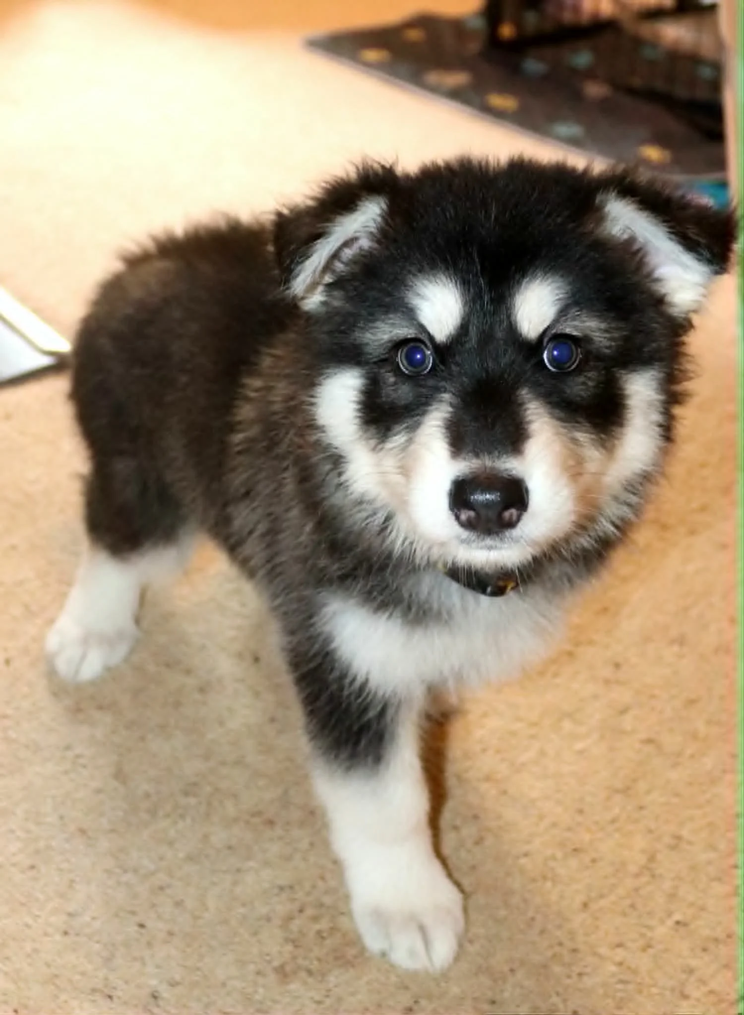 aurora 6 weeks.jpg