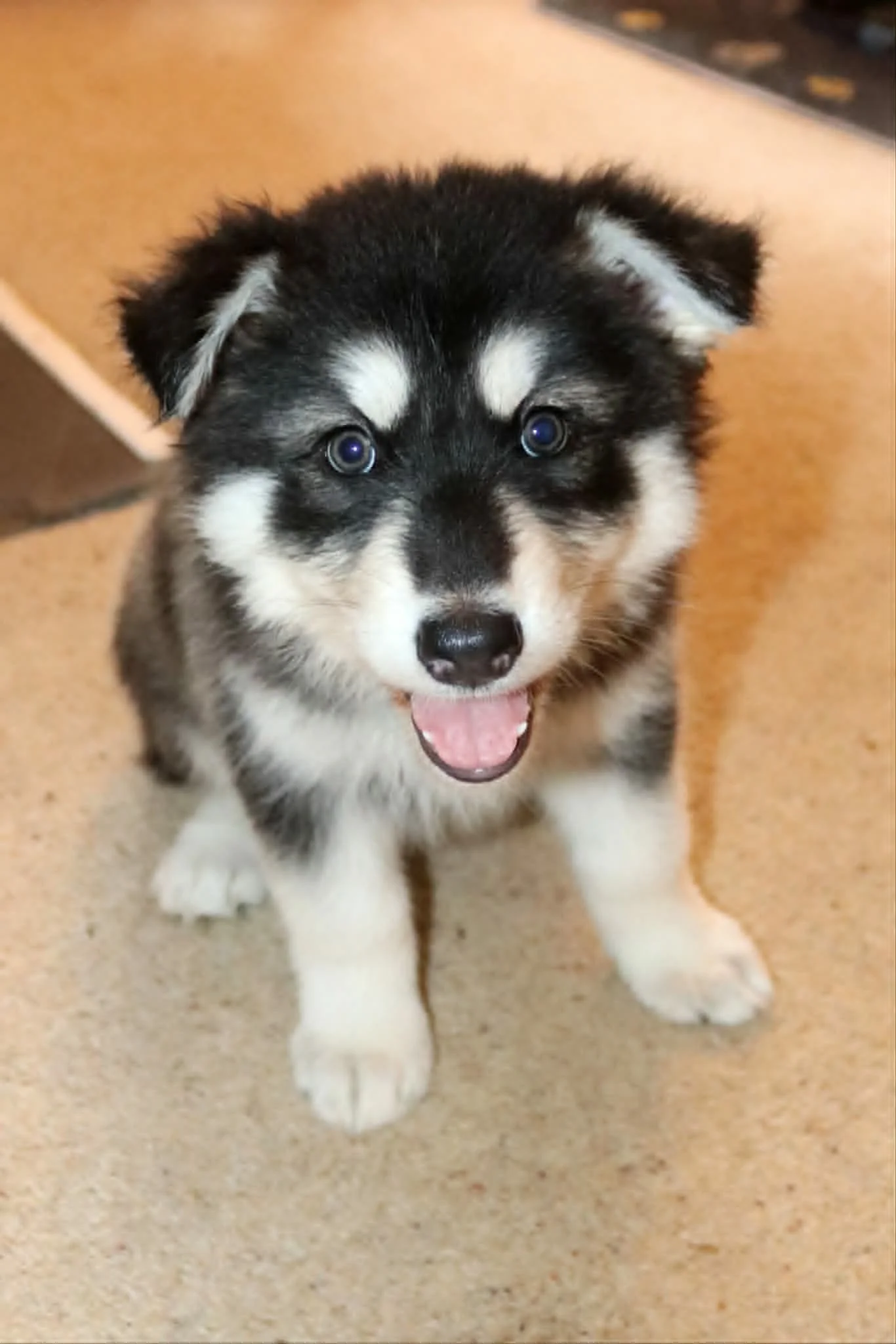 auroraflame 6 weeks old.jpg