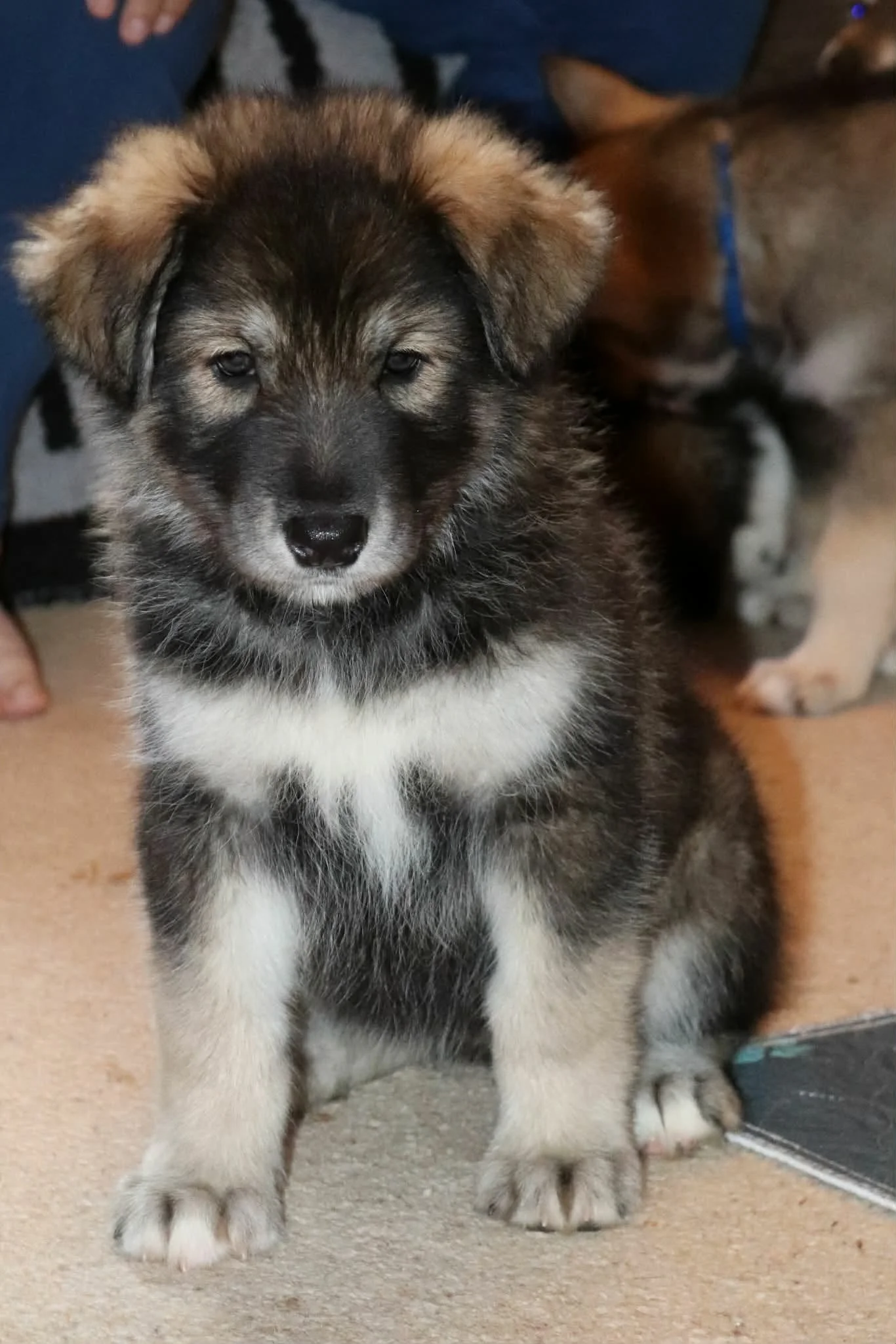 crystal 6 weeks old.jpg