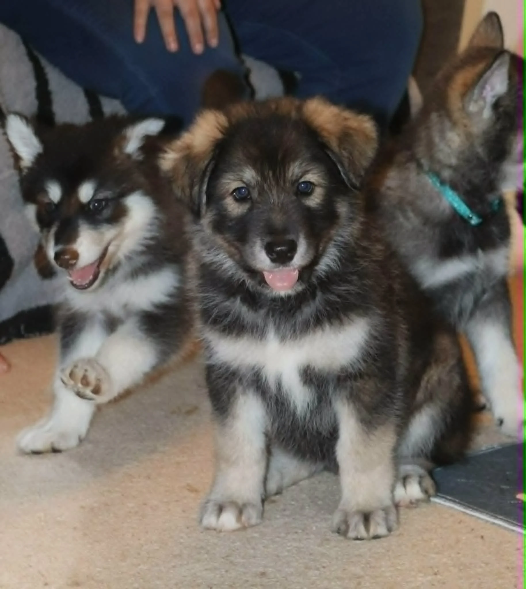 crystalbloom 6 weeks old.jpg