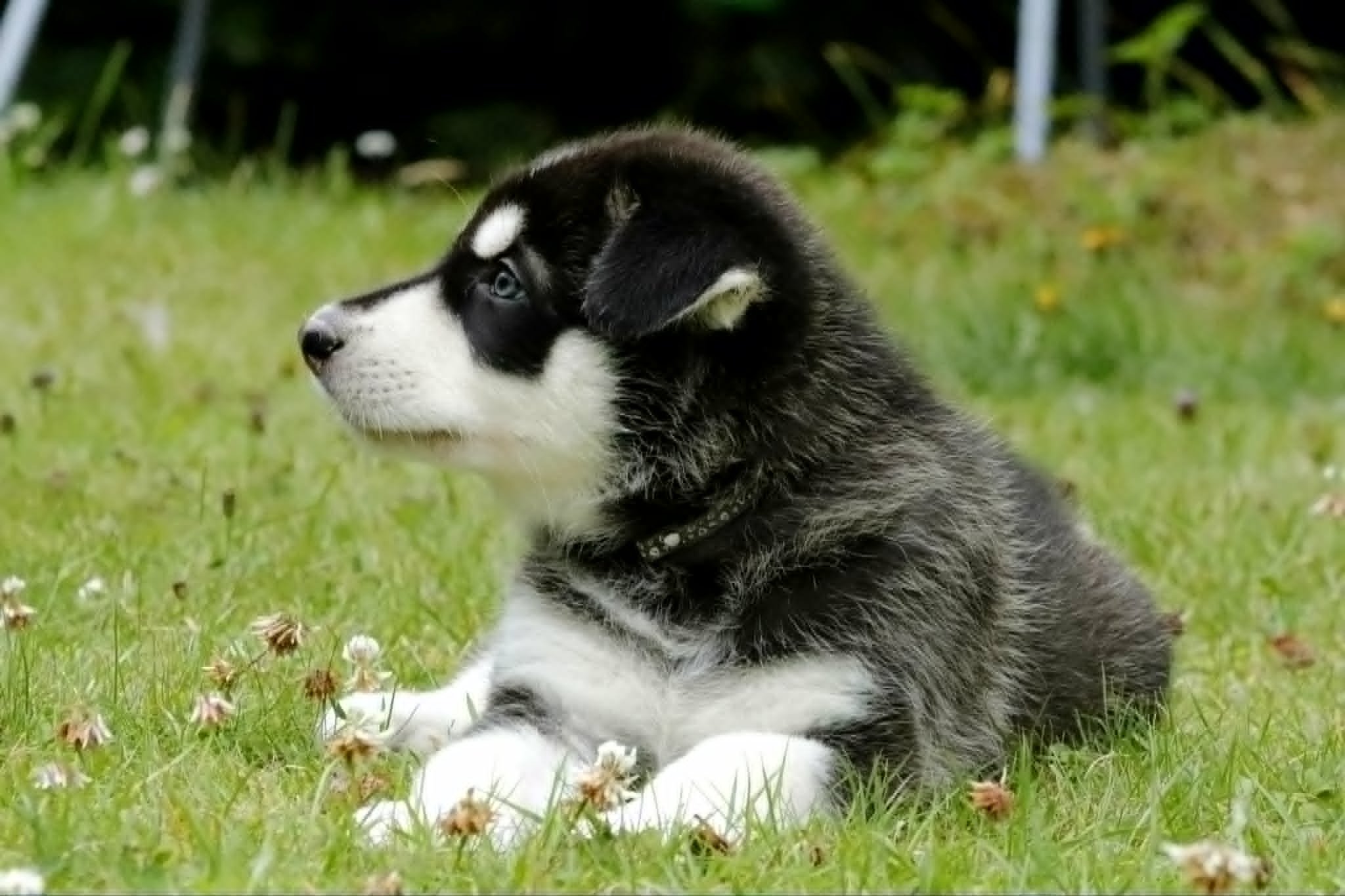frosty 6 weeks old.jpg