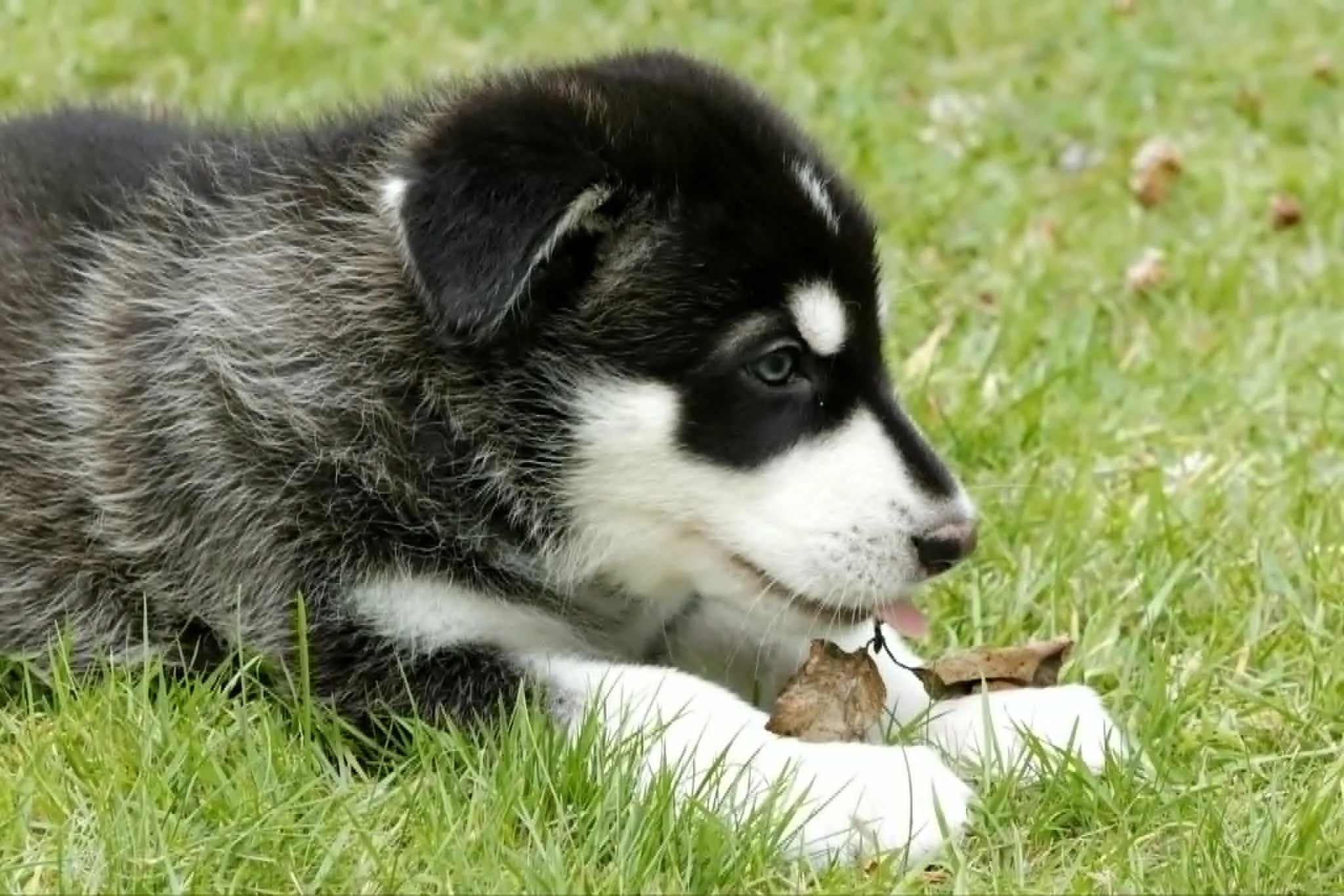 frostleaf 6 weeks old.jpg