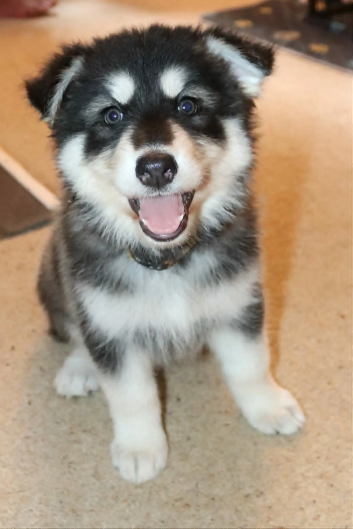 aurora 6 weeks of age.jpg