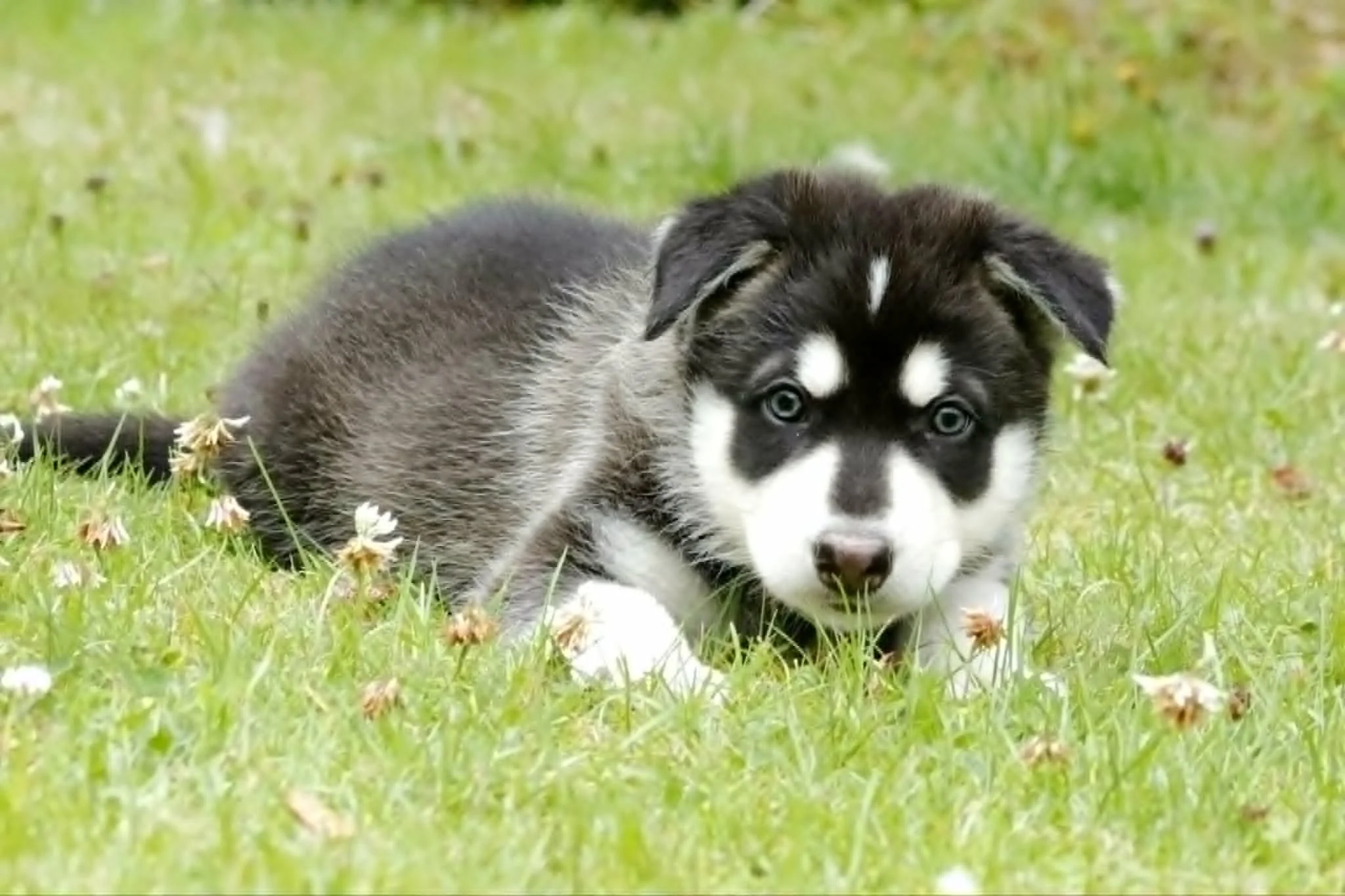 frosty 6 weeks.jpg