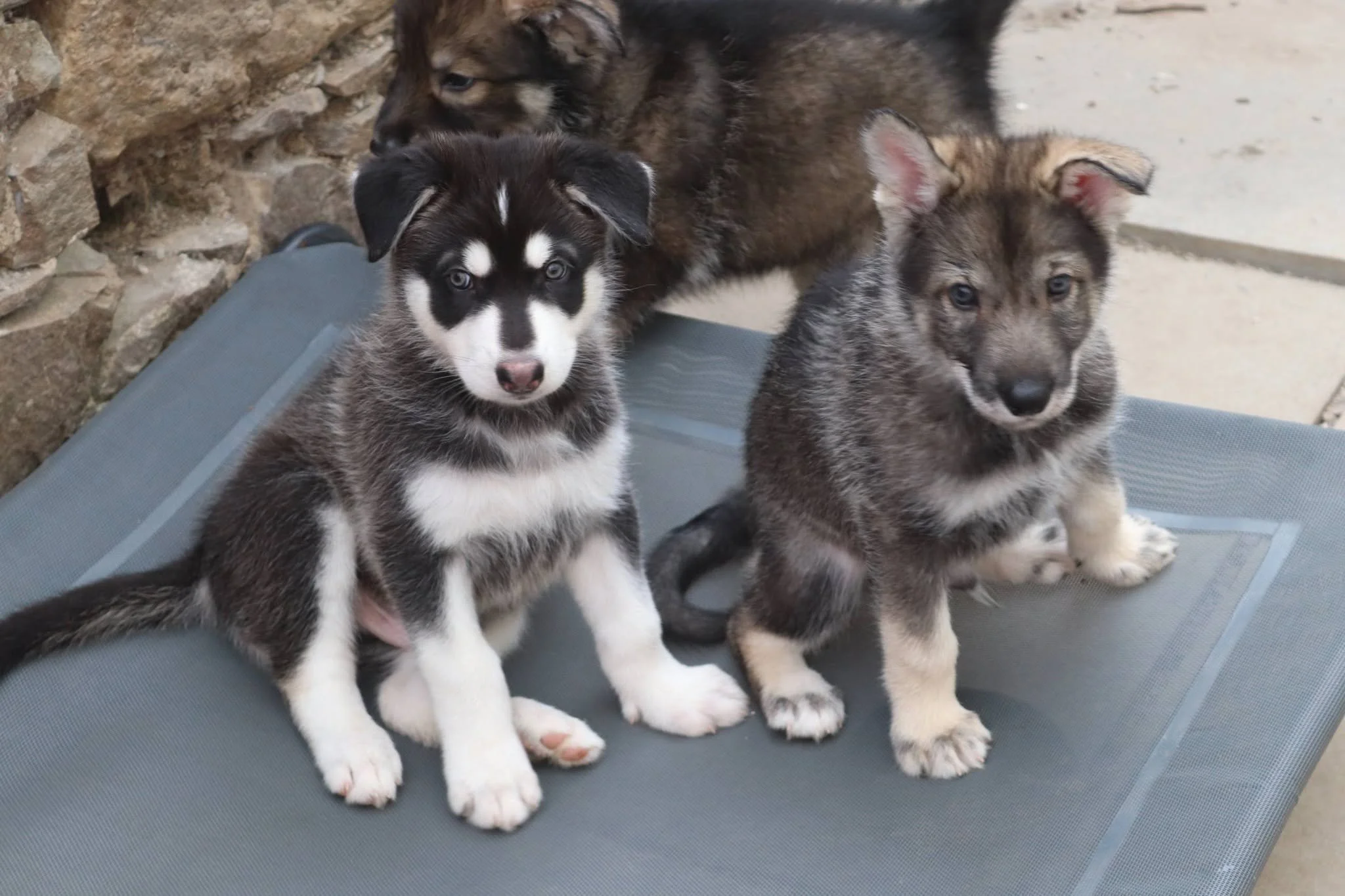 frosty and fable 6 weeks old.jpg