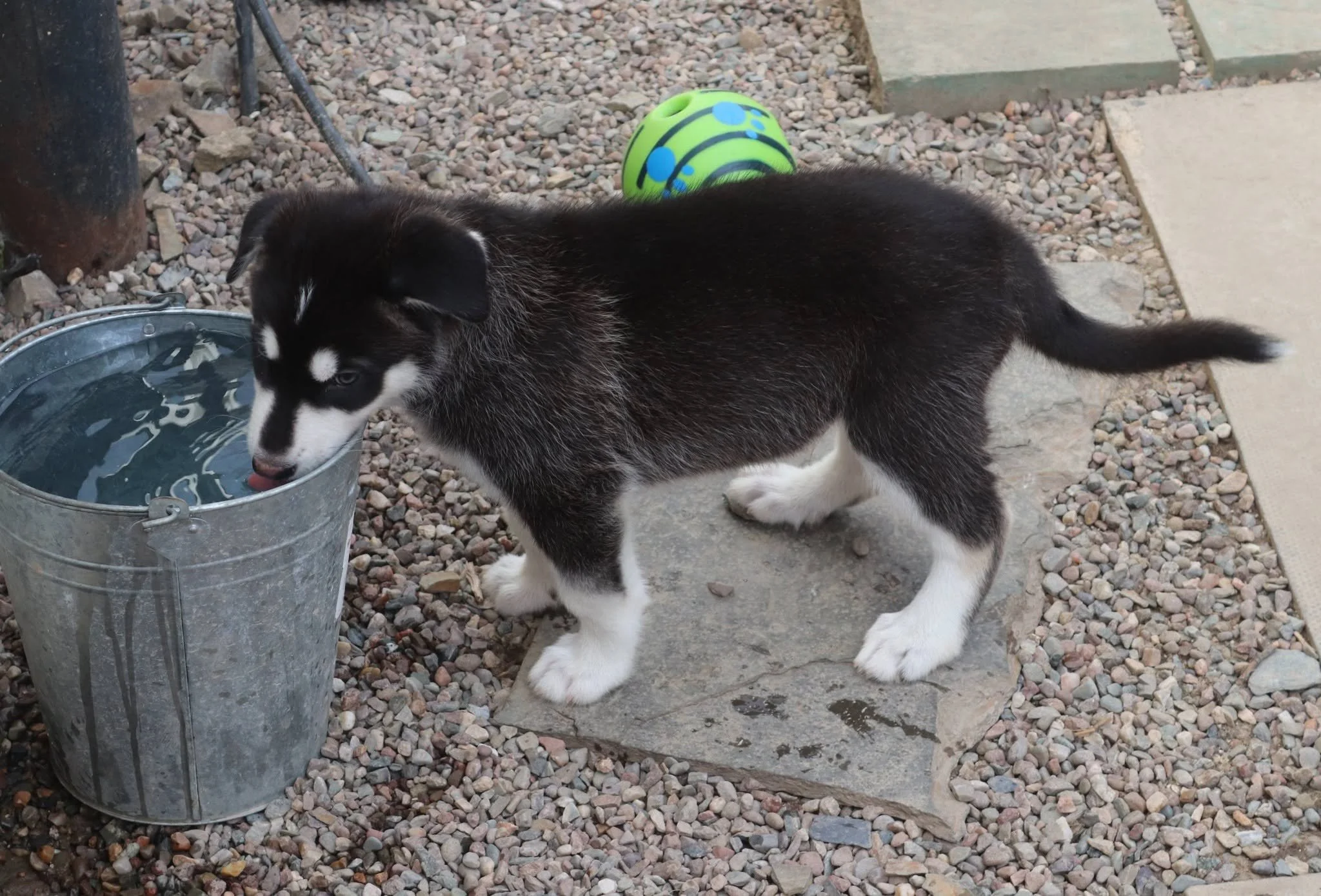 frosty new 6 weeks old.jpg