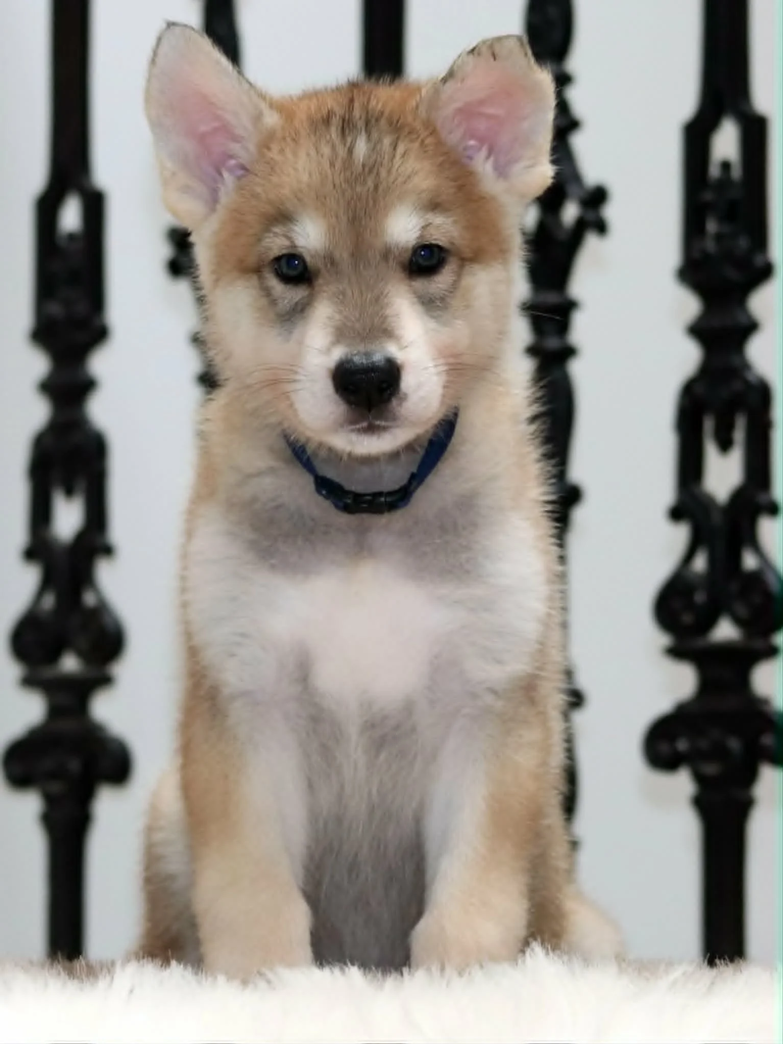 Aegon - 6 week.jpg