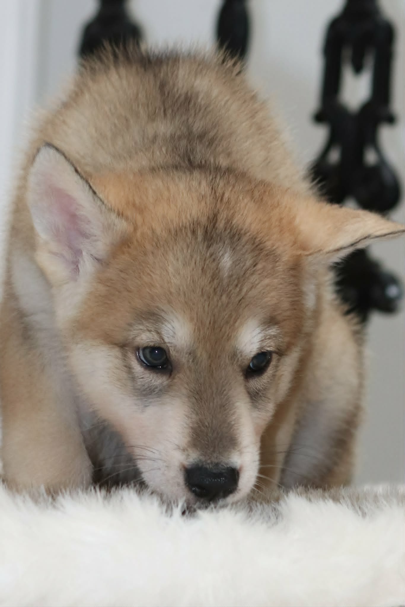 Aegon - 6 weeks old.jpg