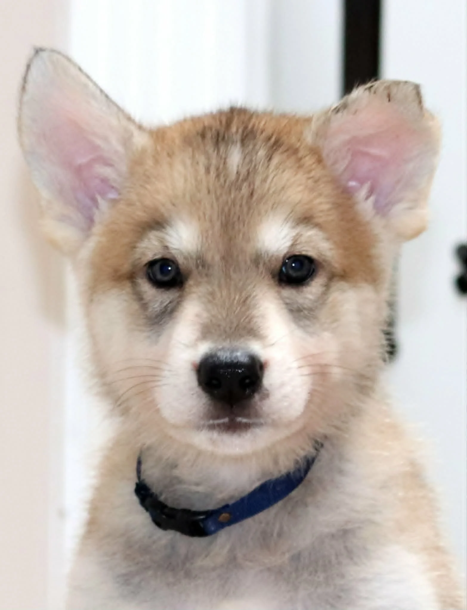 Aegon - 6 weeks.jpg