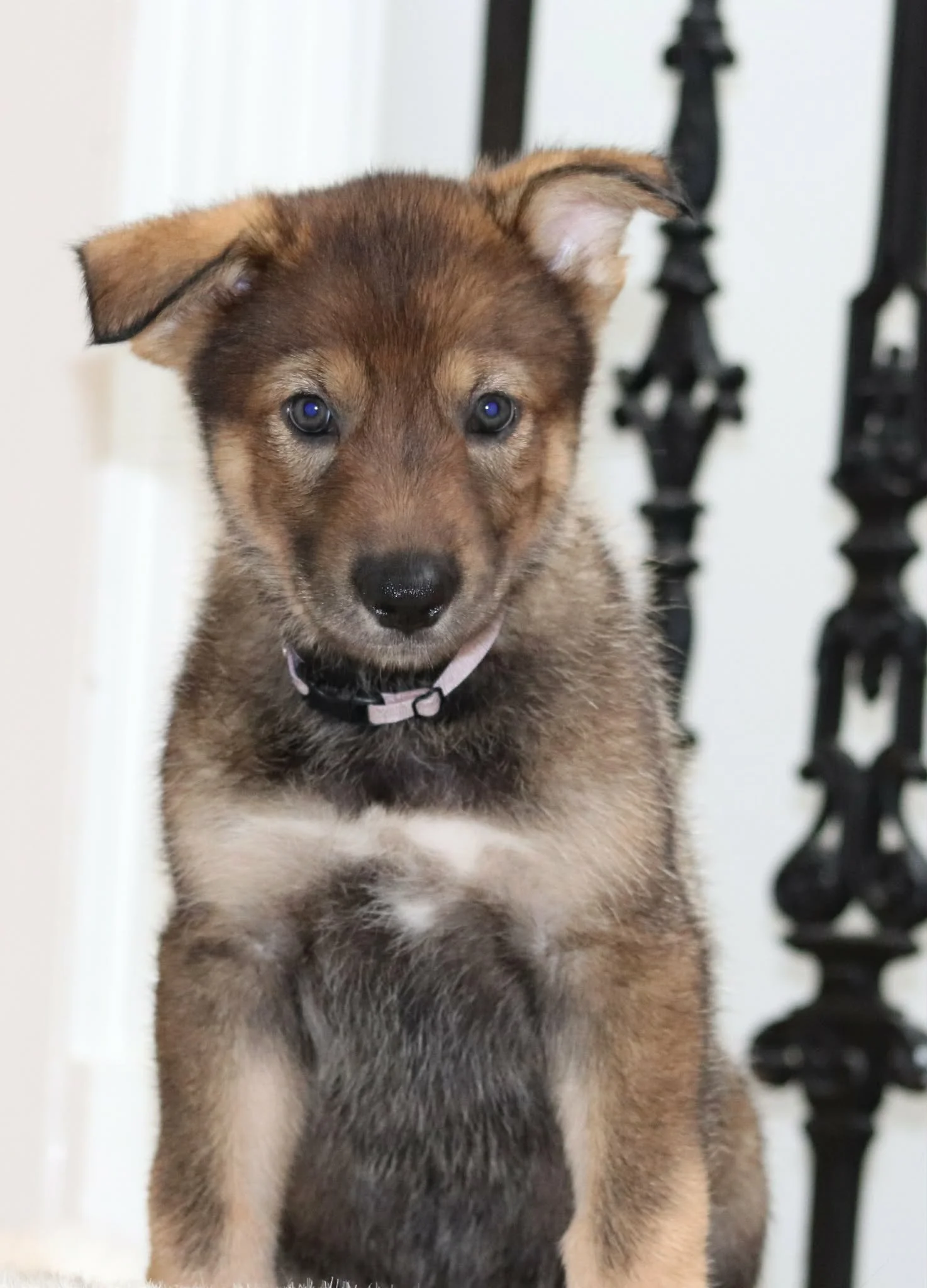 Alicent -  6 weeks.jpg