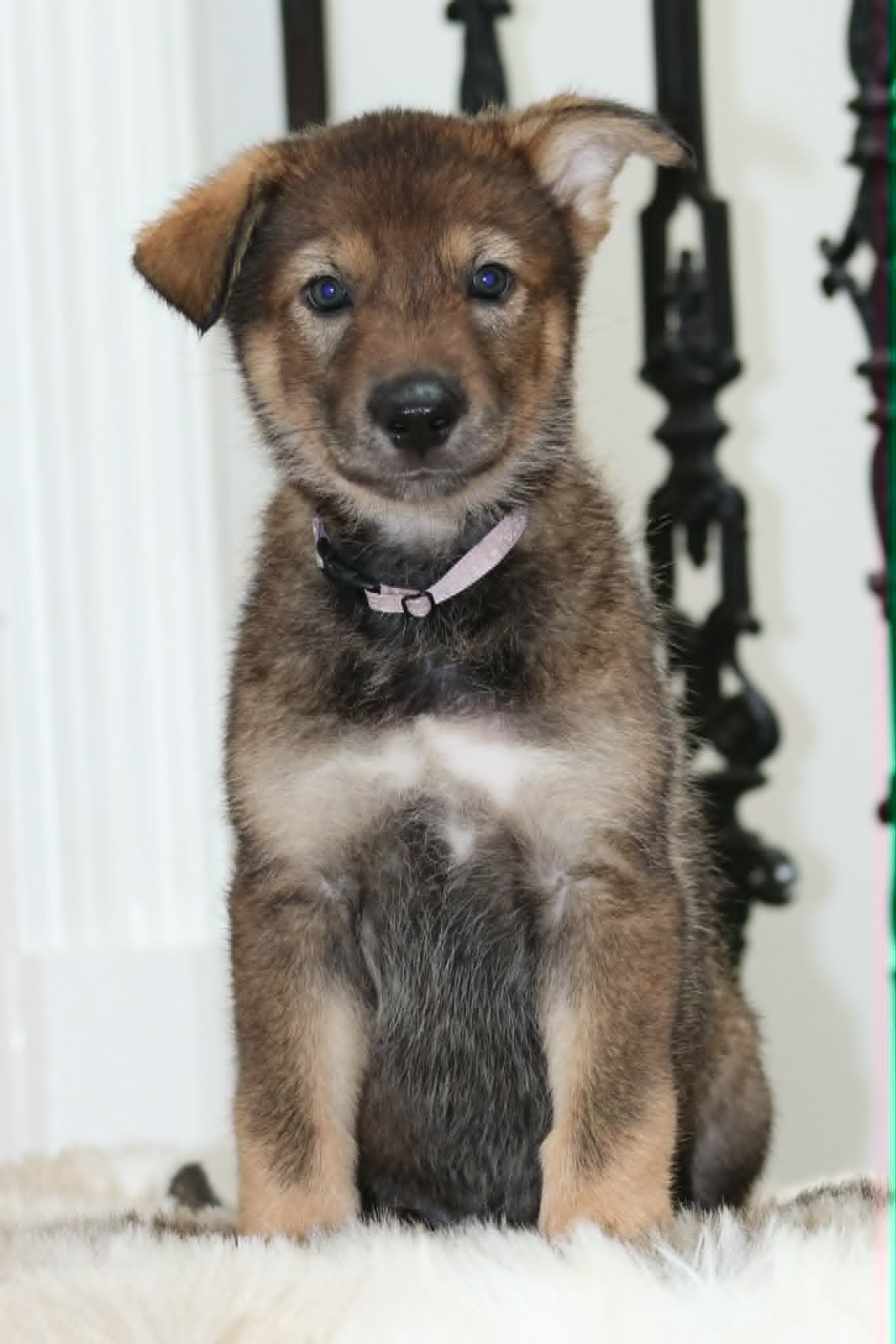 Alicent - 6 weeks old.jpg