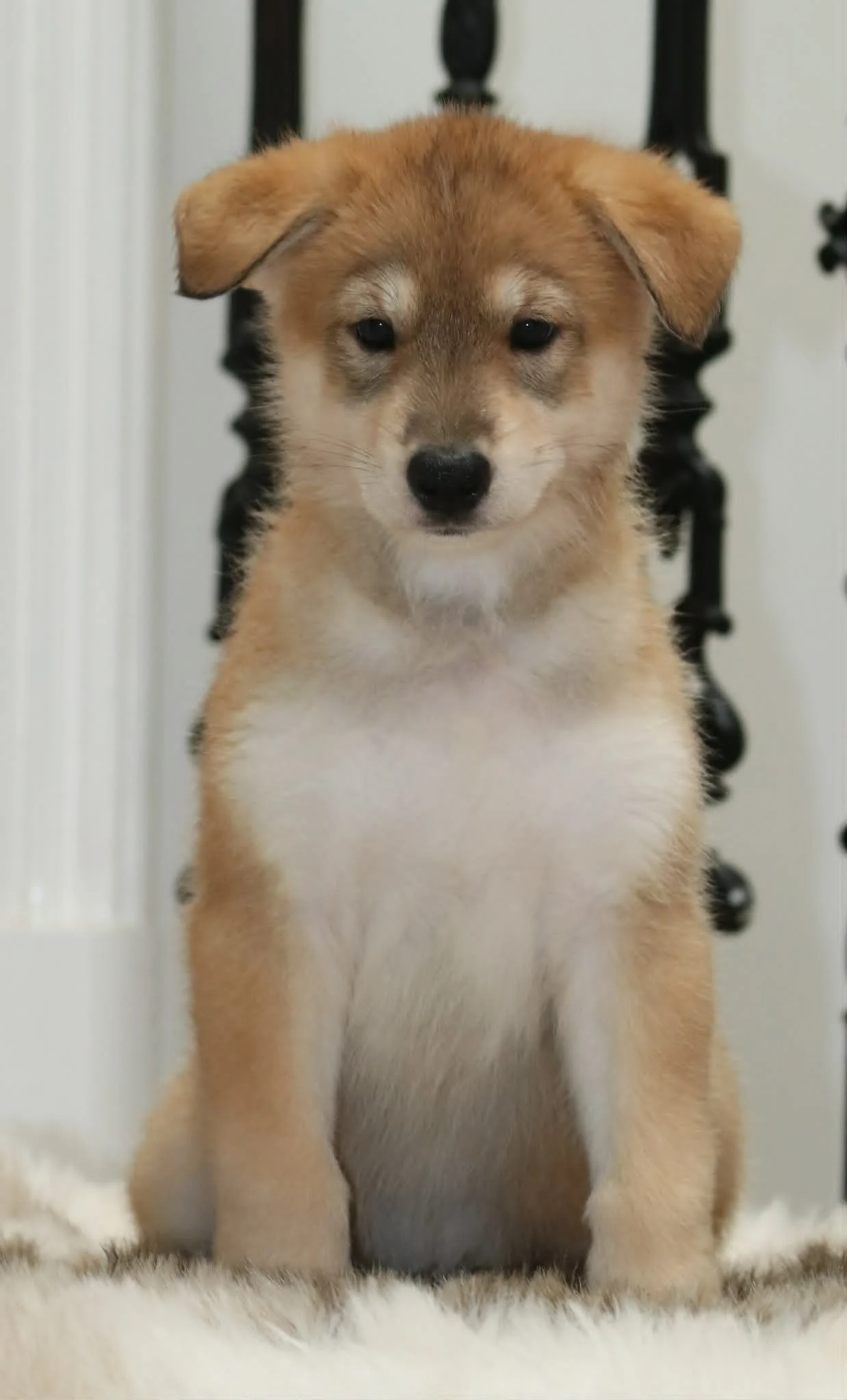 helaena - 6 week.jpg