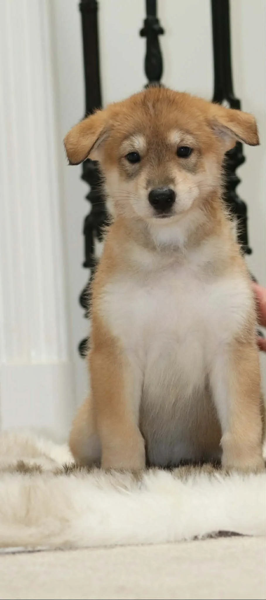 helaena - 6 weeks old.jpg