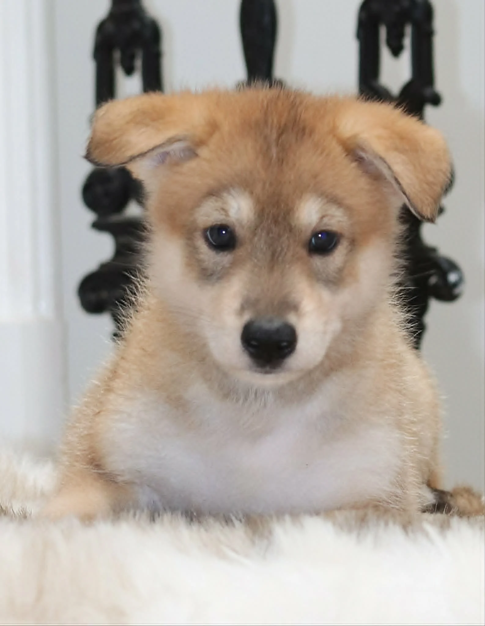 helaena - 6 weeks.jpg