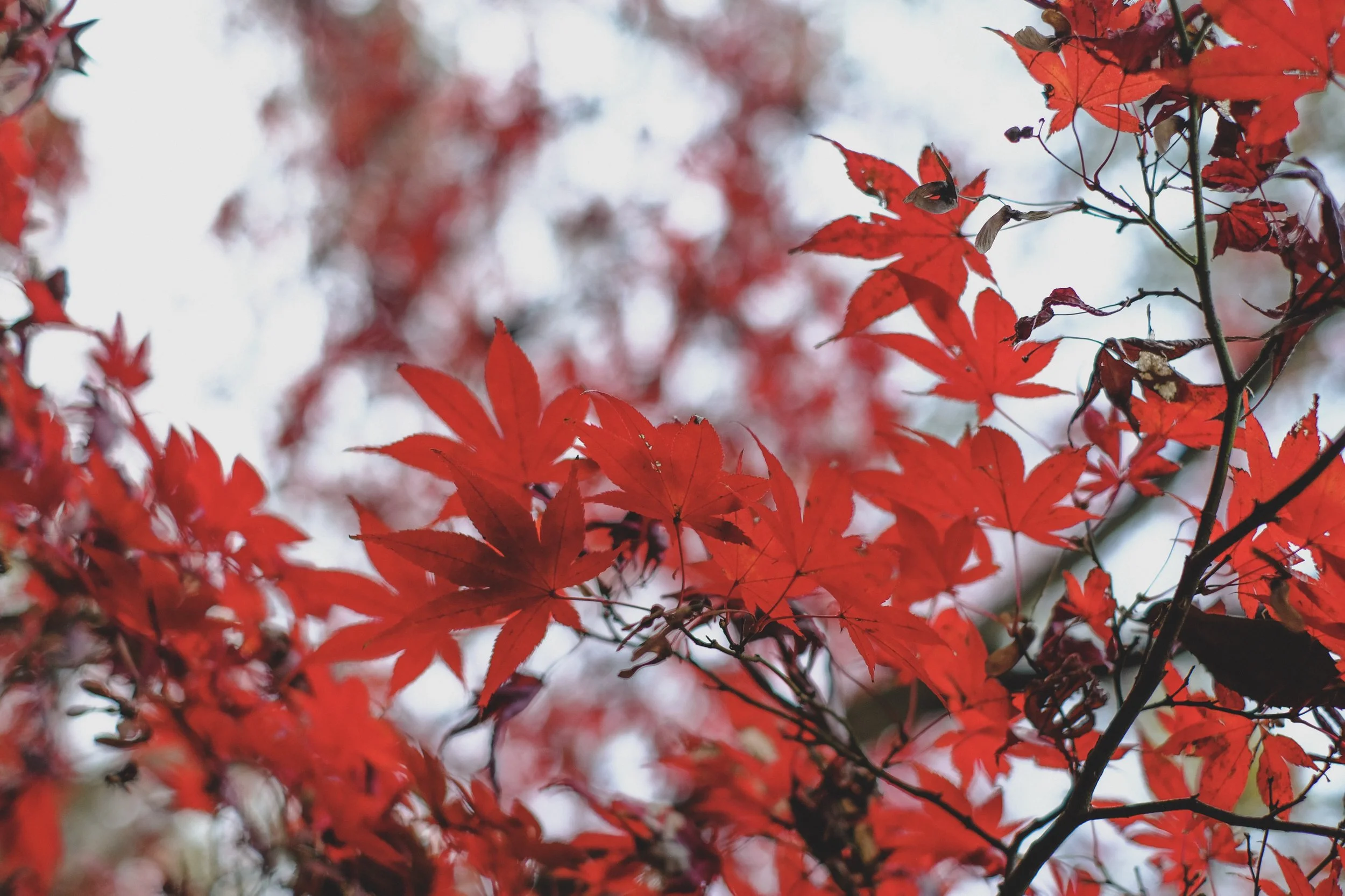 DSCF3194.jpg