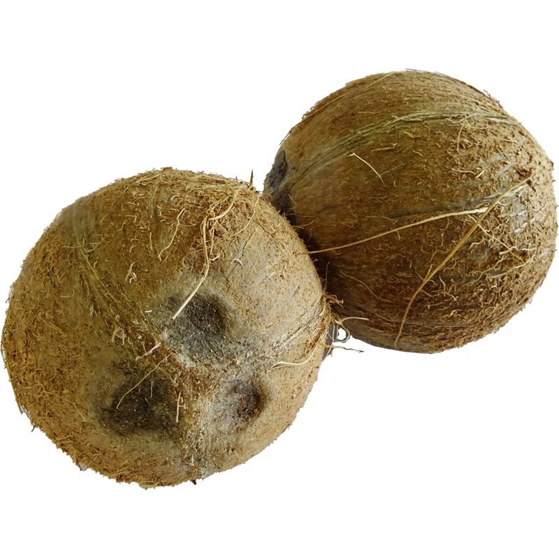 Coconuts