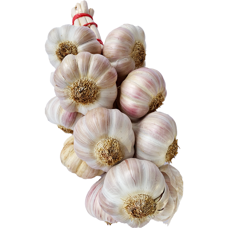 Red Garlic Bunch