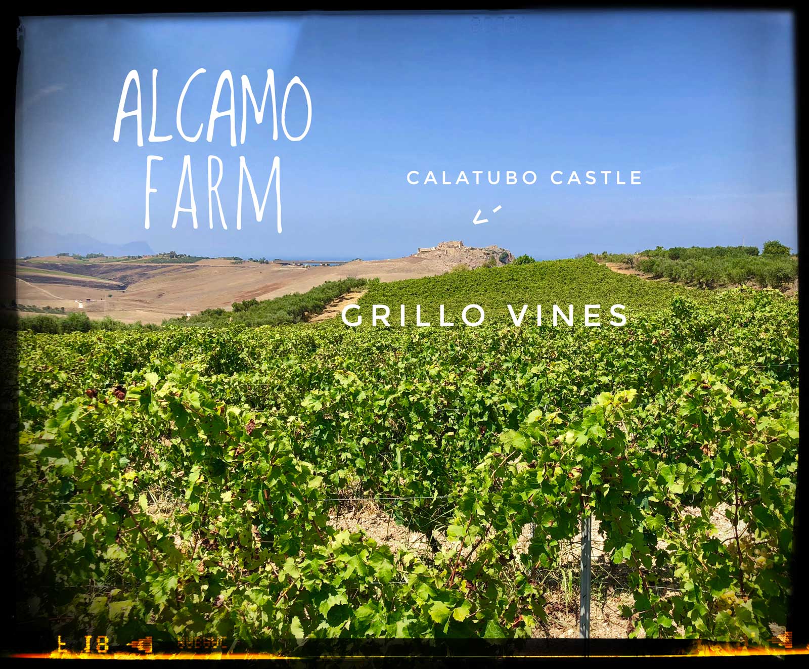 Natural wine organic farm - grillo grapes - Alcamo of Elios Sicily | Italy