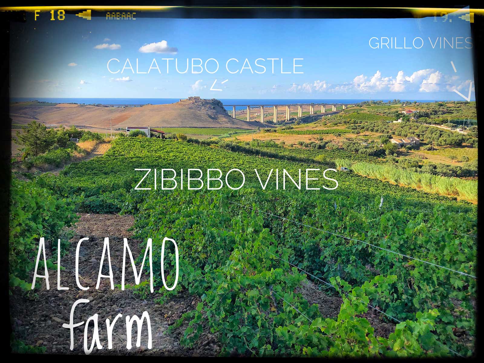 Natural wine organic farm - zibibbo muscat grapes - Alcamo of Elios Sicily | Italy