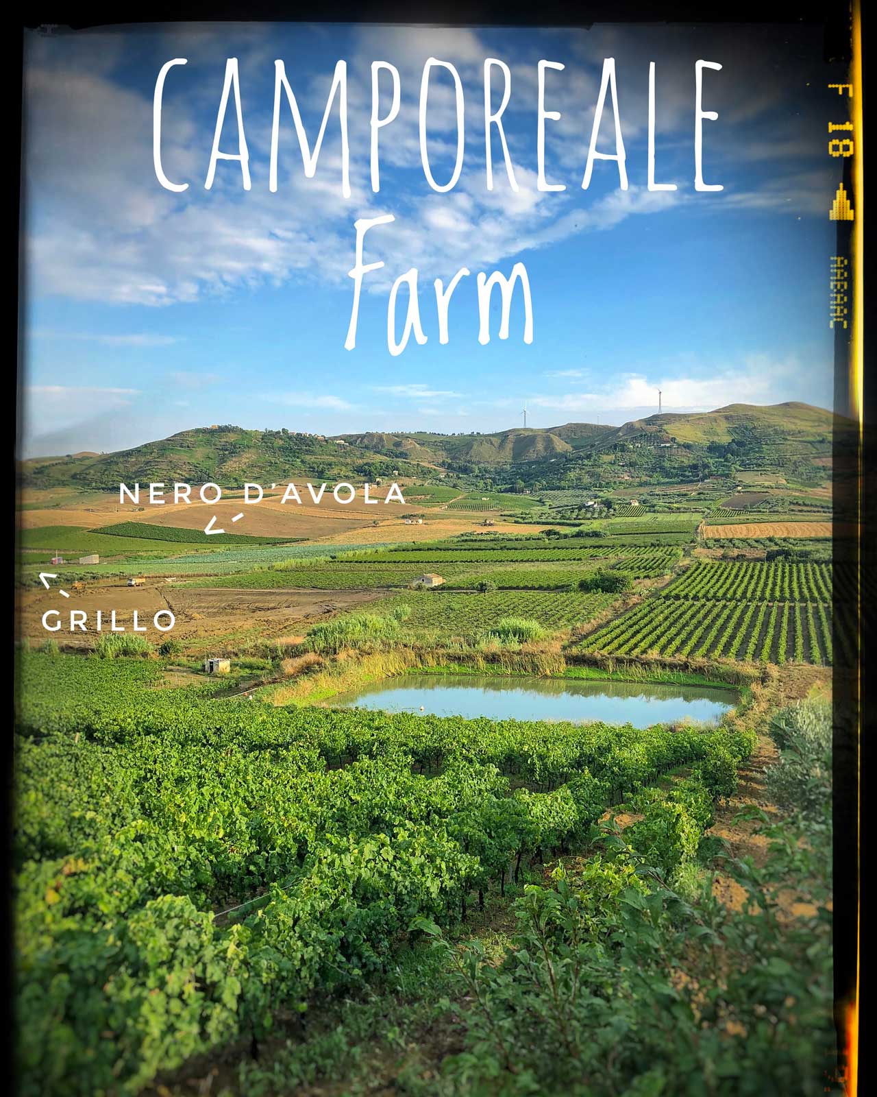 Natural wine organic farm -red wine and white wine - grillo and nero d'avola grapes - Camporeale of Elios Sicily | Italy