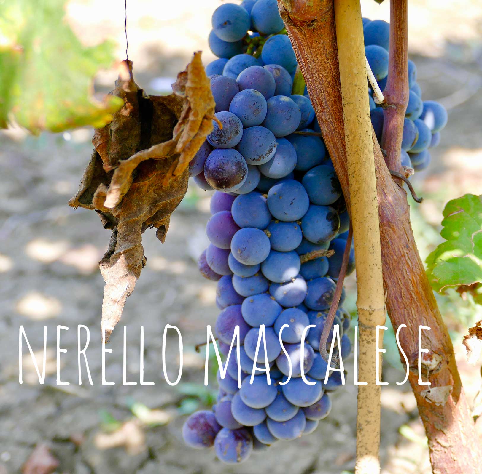 nerello mascalese varietà di uva nerello mascalese per il vino rosso naturale glou glou elios