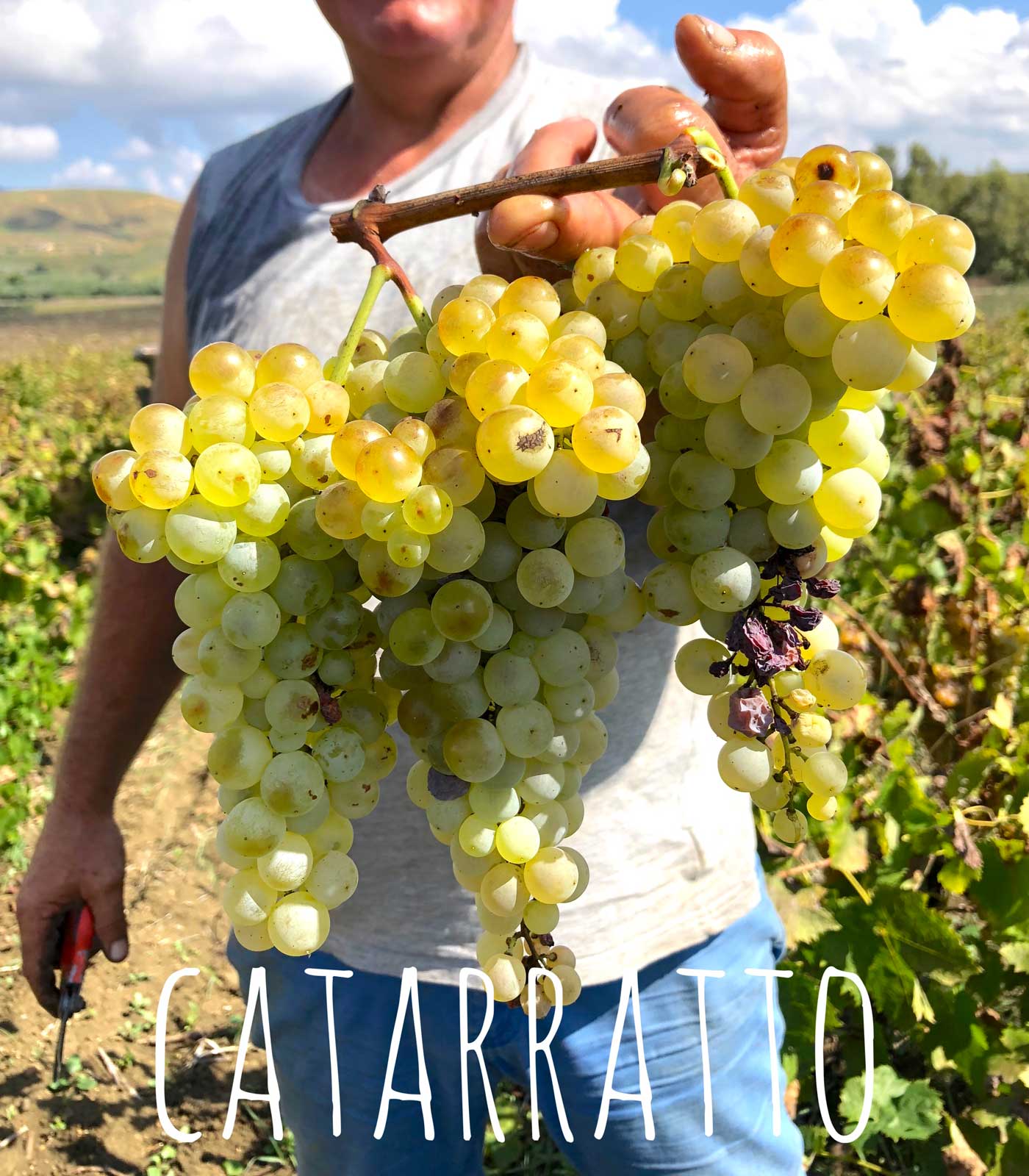 catarratto uva catarratto vini naturali elios sicilia