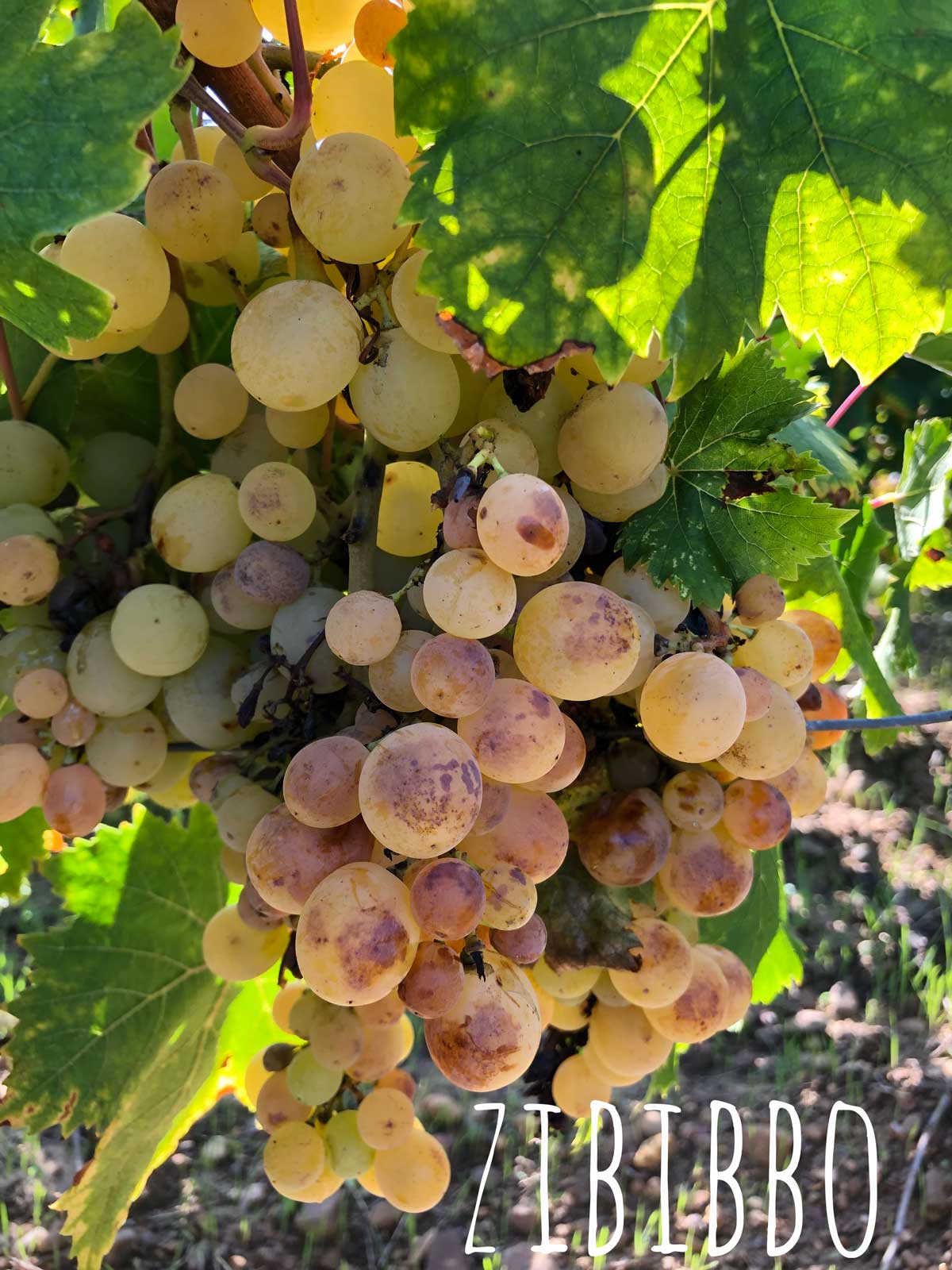 Uva Zibibbo, uva moscato d'alessandria vino naturale | vini naturali elios sicilia                                