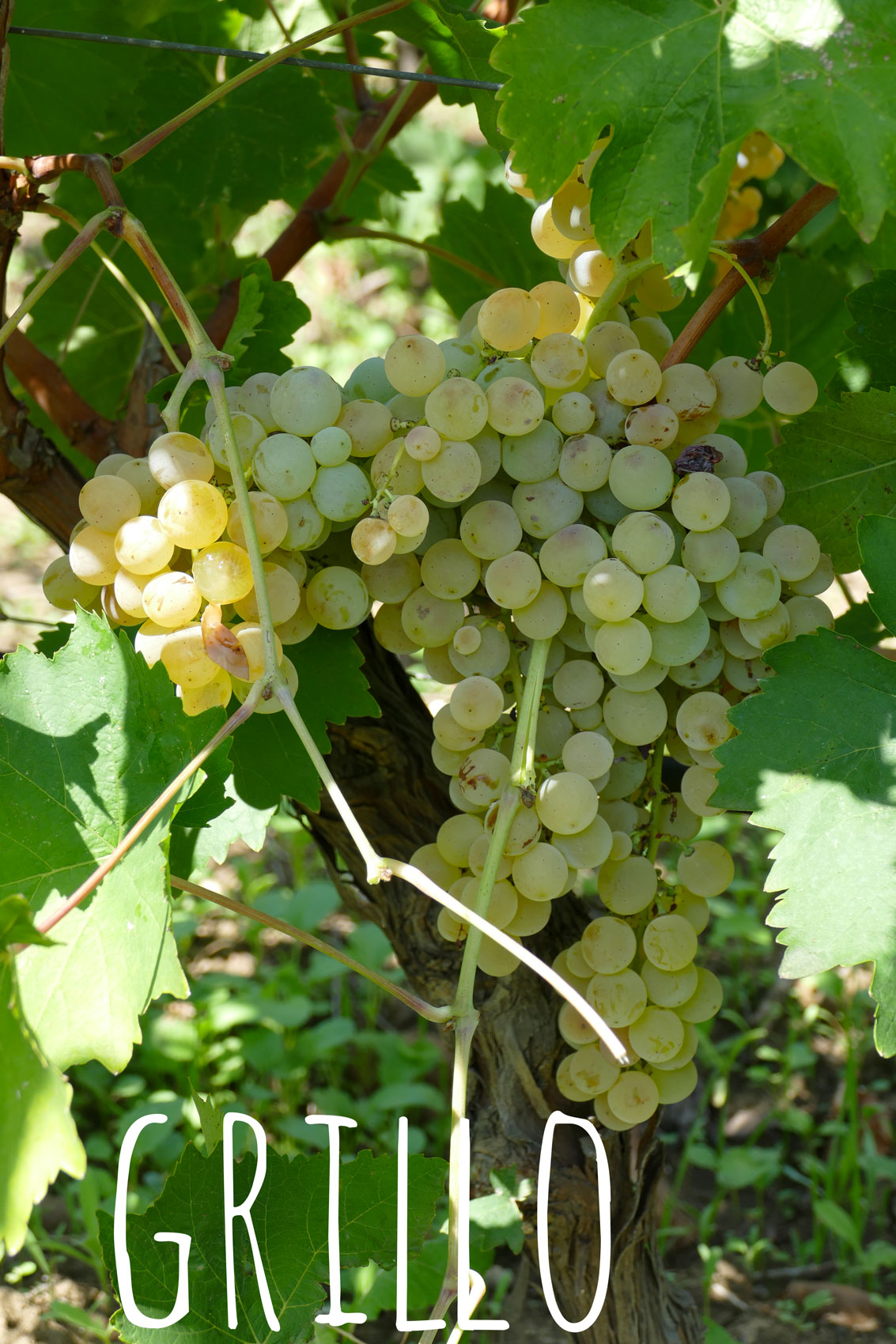 Grillo grapes orange wines, natural wine elios sicily
