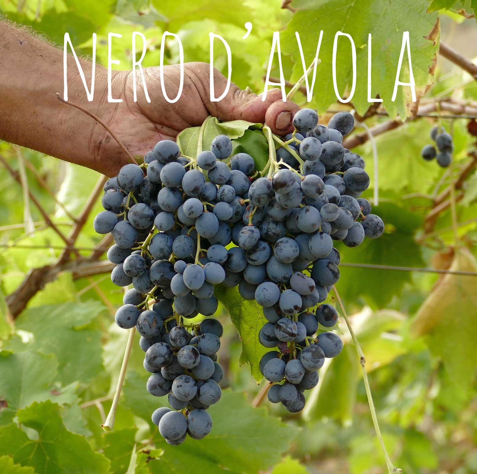 Uve Nero d'avola per Modus bibendi Rosso rosso naturale | vino rosso naturale Elios sicilia