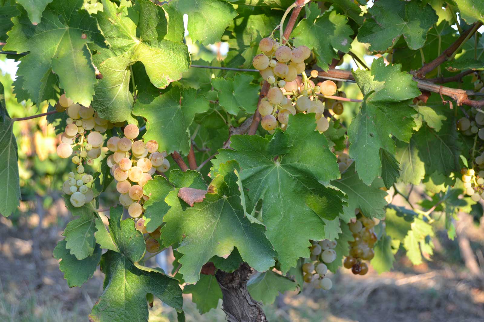 grillo grapes Nicola and Guido natural wine \ vino naturale Modus BIbendi Elios sicily