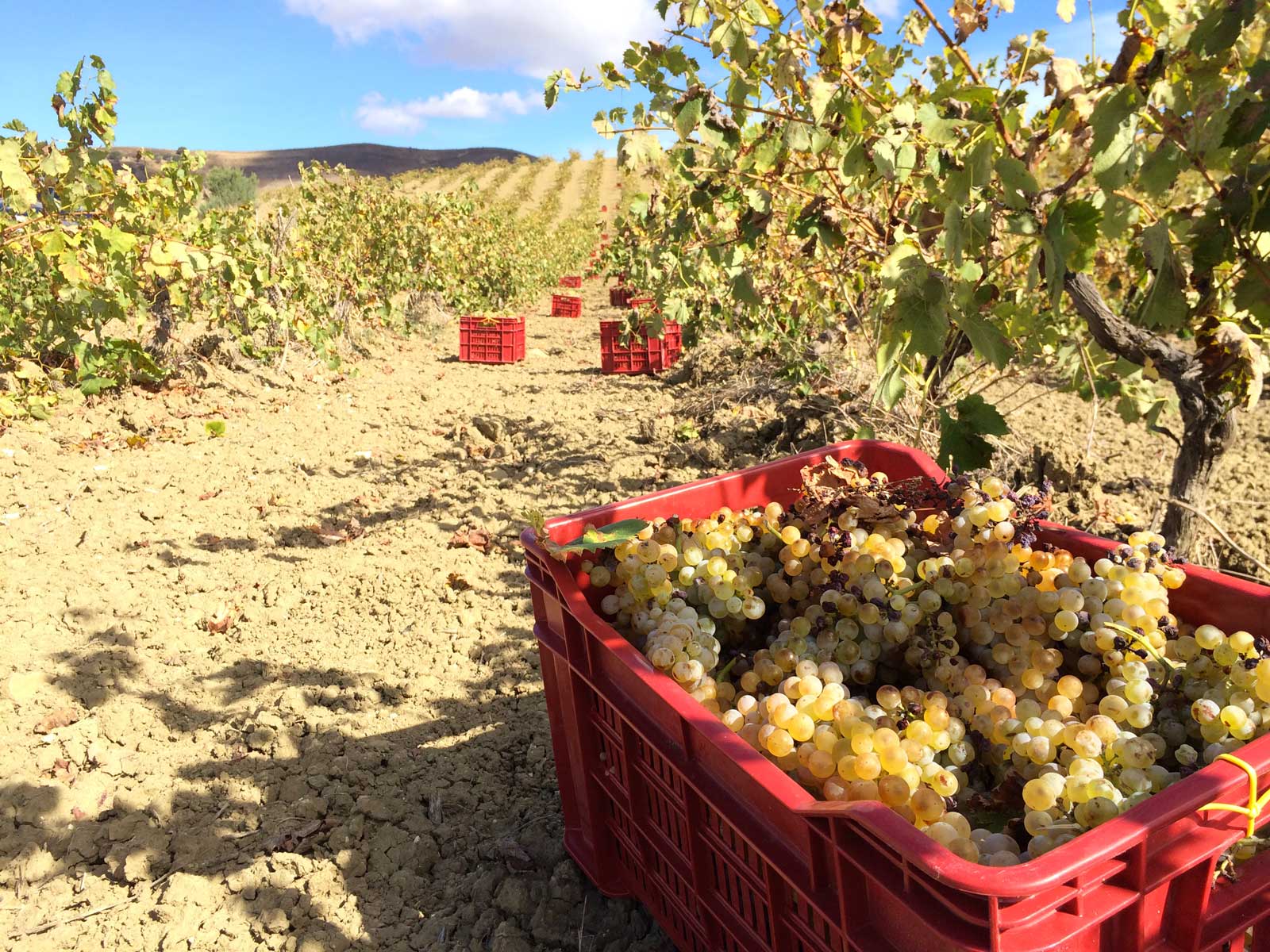 Catarratto grapes Nicola and Guido natural wine \ vino naturale Elios sicily