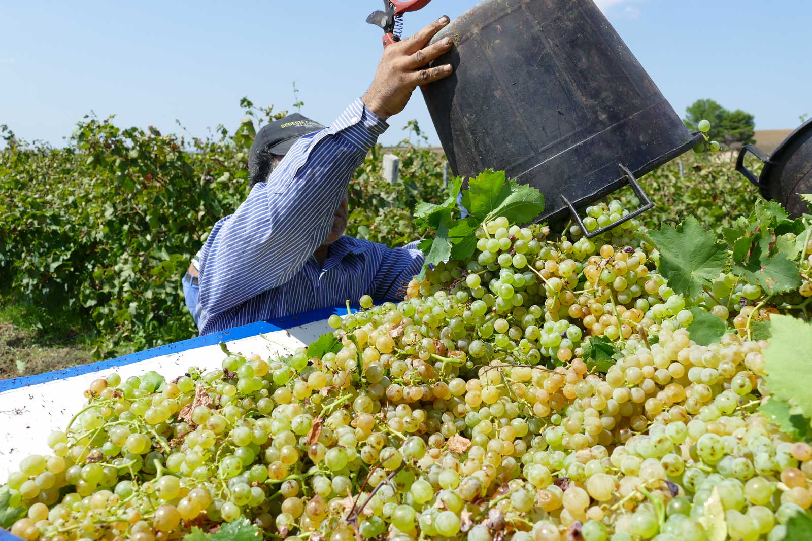 azienda vitivinicola naturale, uva biologica, uva grillo sicilia in italia                                