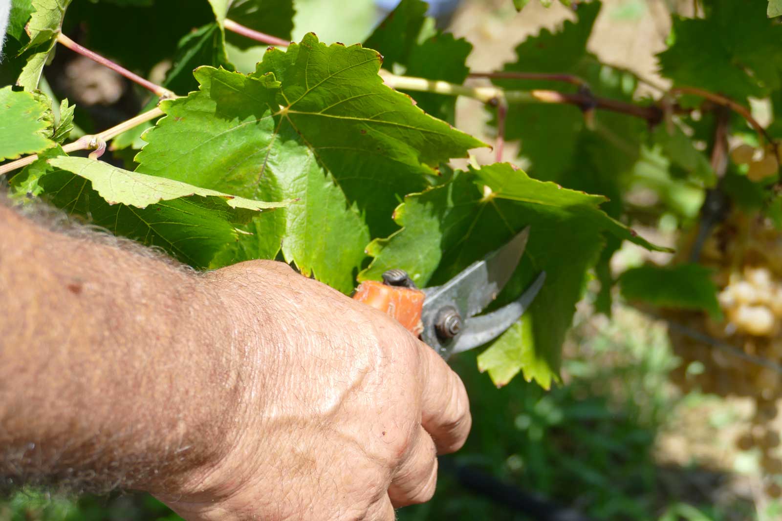 natural wine farm organic grapes, grillo grapes sicily in italy