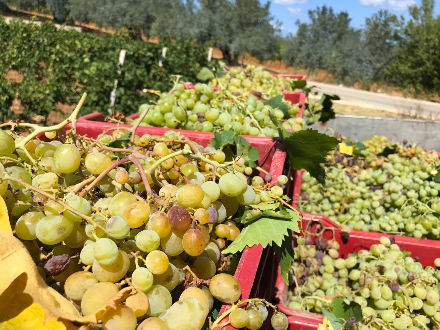 natural wine, vini naturali, orange wine farm organic grapes, muscat alexandria grapes sicily in italy