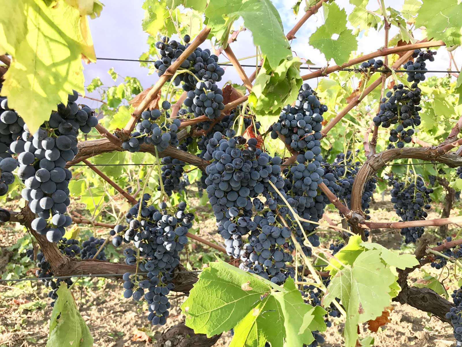 vino naturale, vini naturali, uve biologiche dell'azienda agricola, uve nero d'avola sicilia in italia - elios modus bibendi