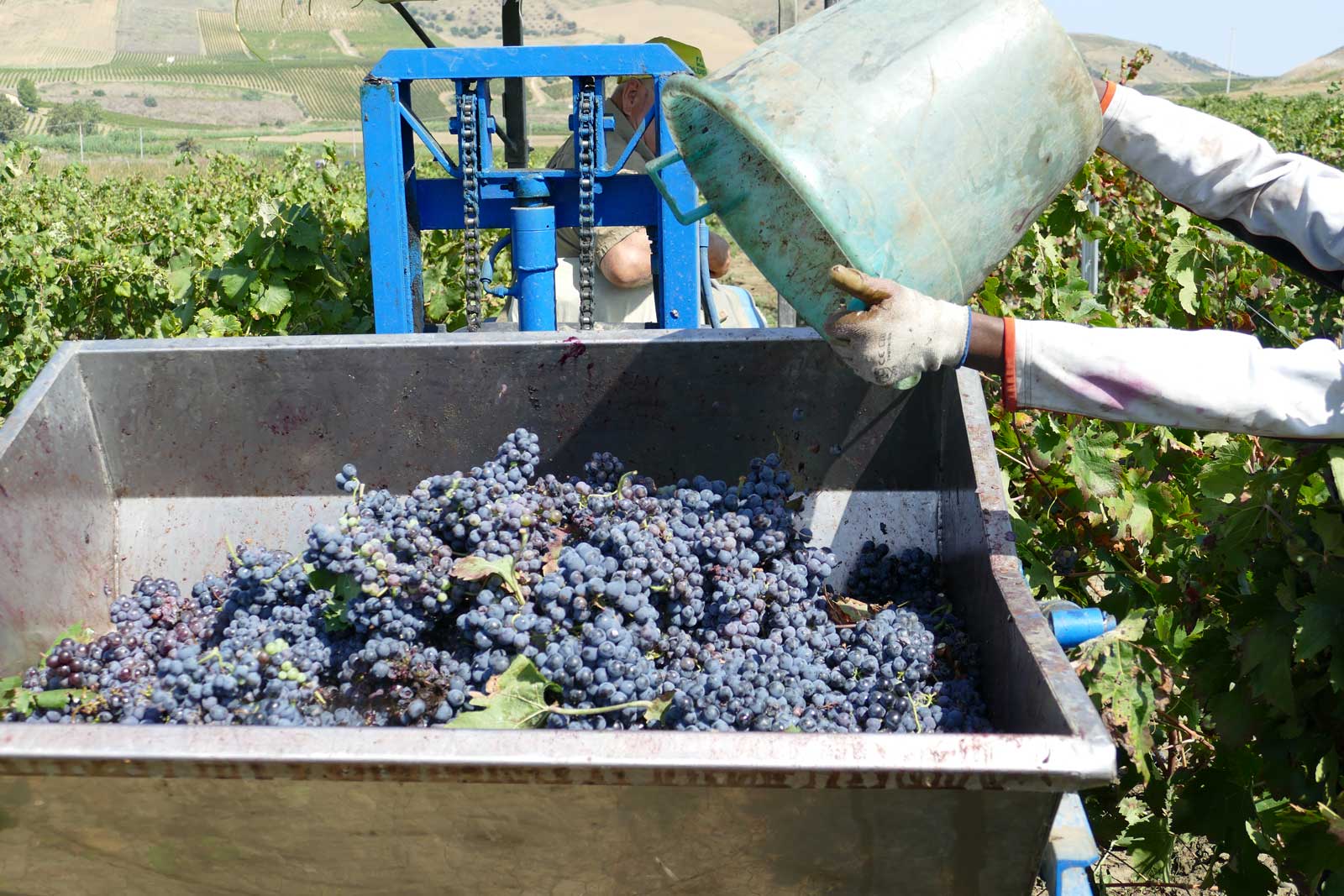 vino naturale, vini naturali, uve biologiche dell'azienda agricola, uve nerello mascalese sicilia in italia - elios modus bibendi