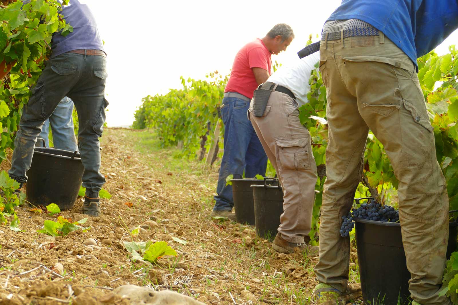 nero d'avola grapes harvest natural wines elios