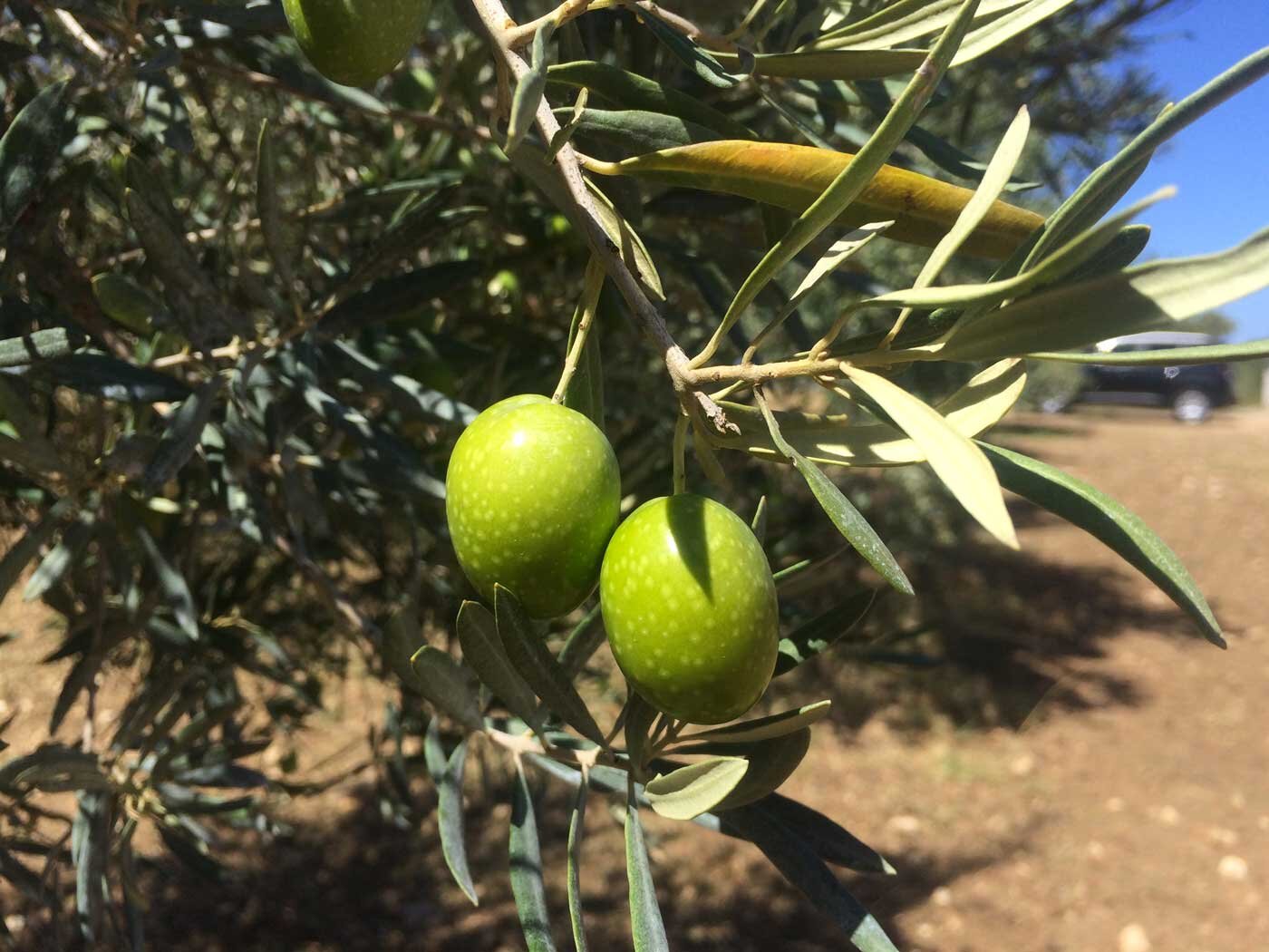 Olive trees and olives Cerasuola sicily italy elios