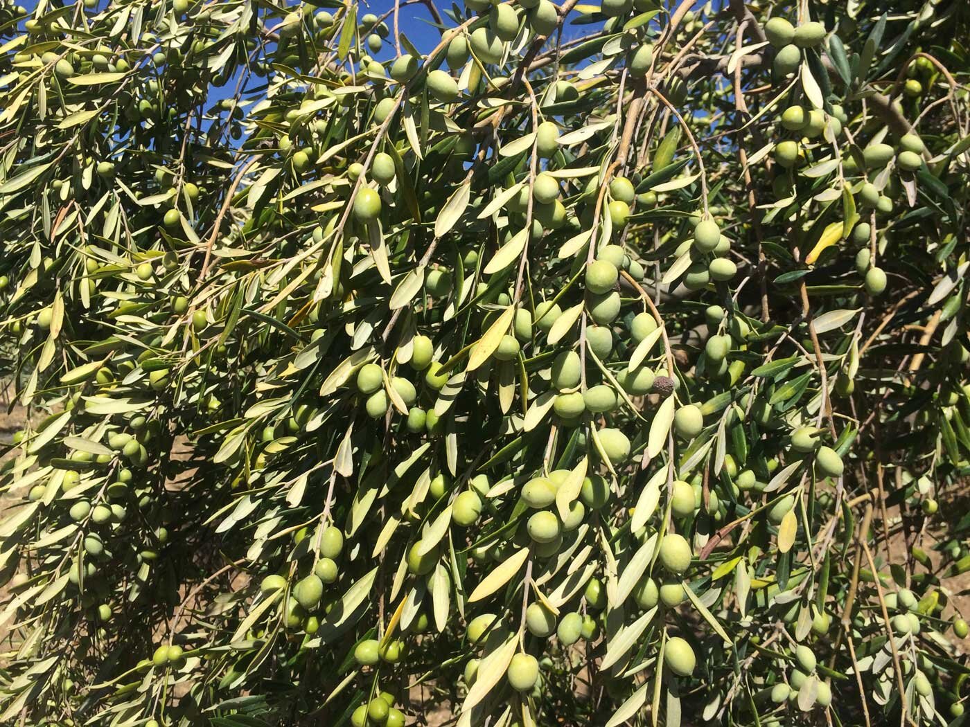 Olivi e ulivi Cerasuola sicilia italia elios