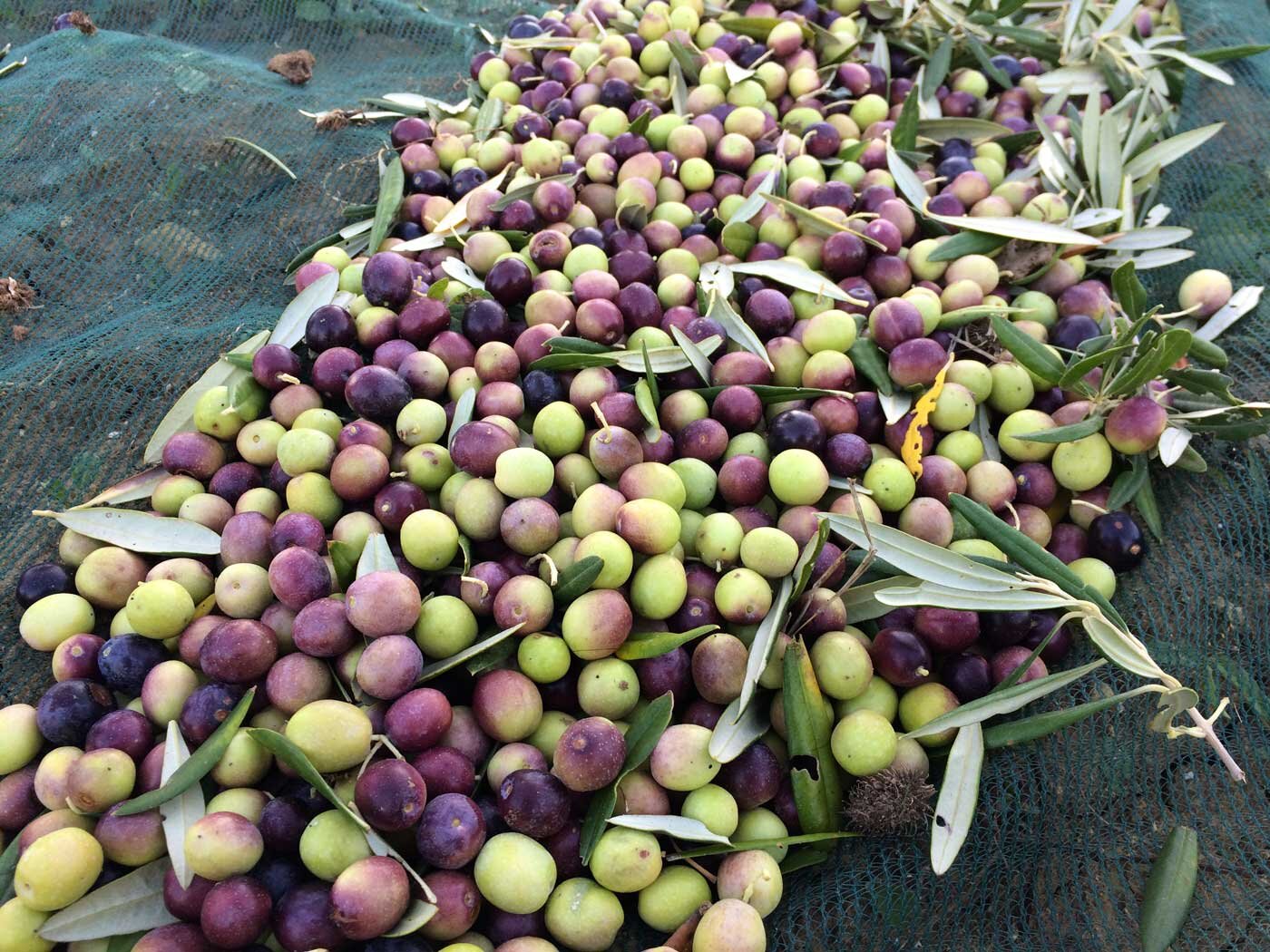 Olive trees and olives Cerasuola sicily italy elios