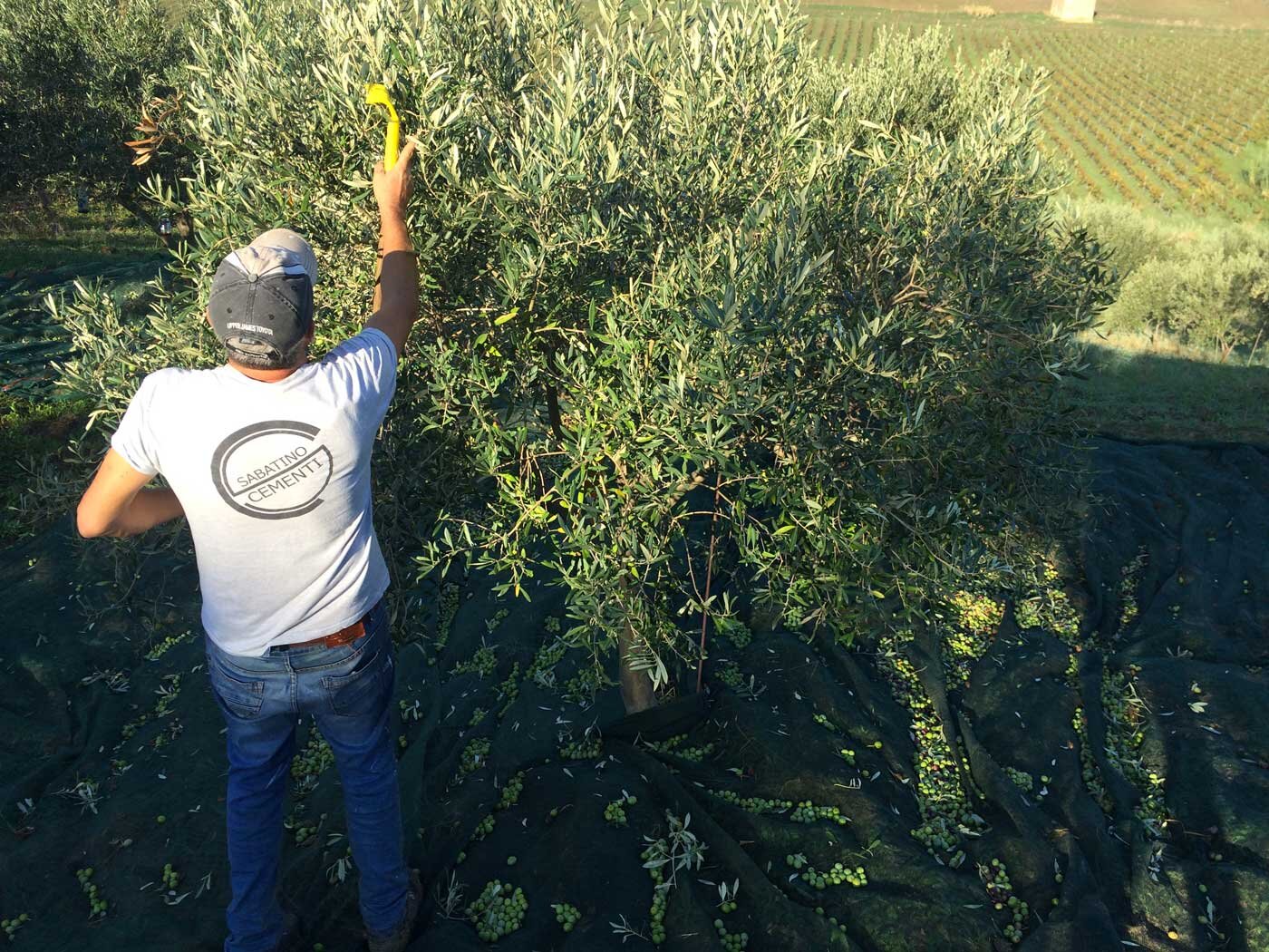 raccolta olive Olivi e olive Cerasuola sicilia italia elios