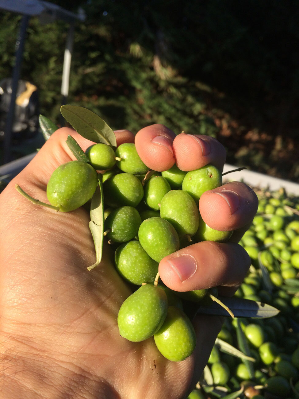 Olive trees and olives Cerasuola sicily italy elios
