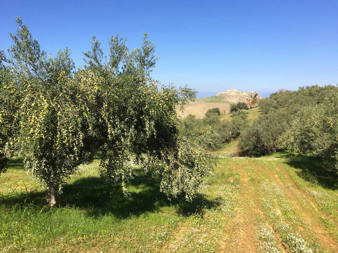Olive trees sicily italy elios