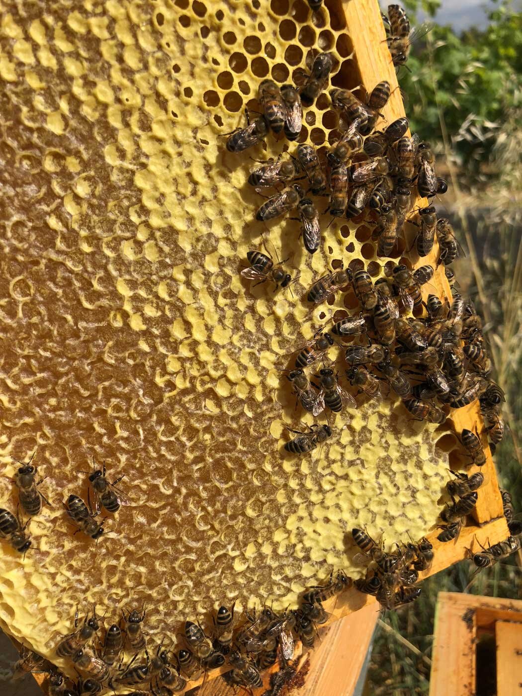  bees, honey beekeeping sicily elios