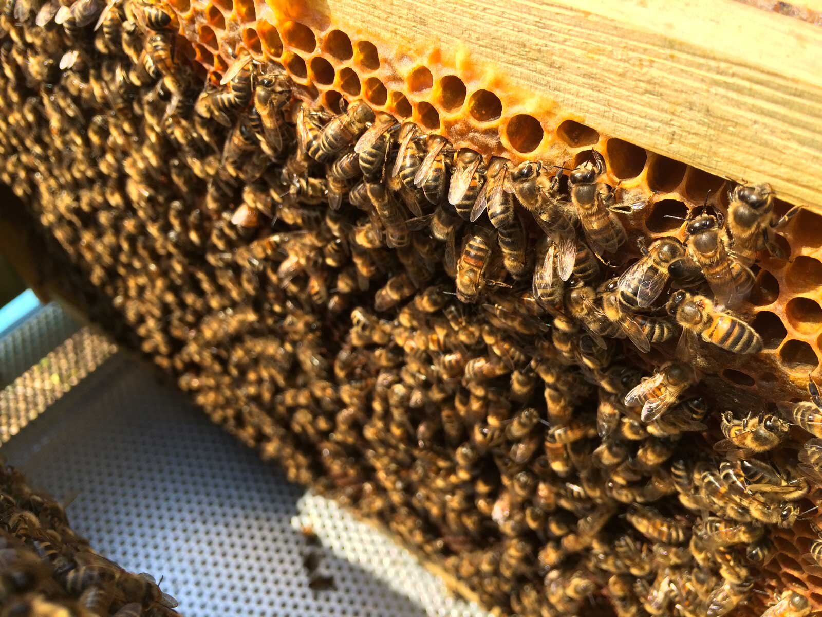 bees, honey beekeeping sicily elios