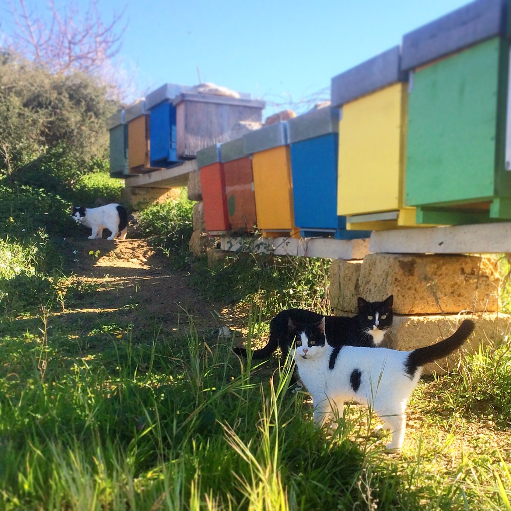 cats  and  bees, honey beekeeping sicily elios
